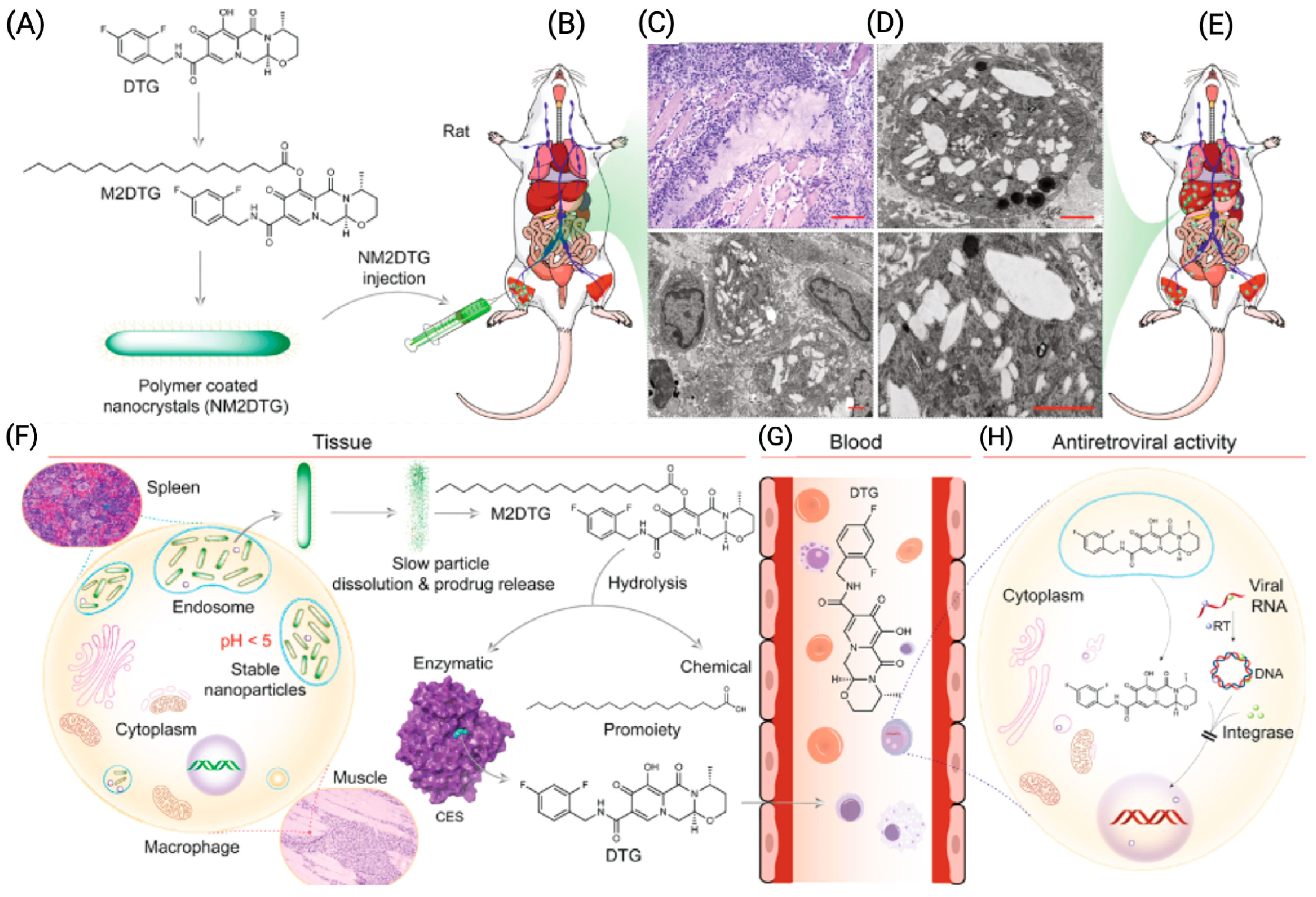 Pharmaceutics 16 00183 g007