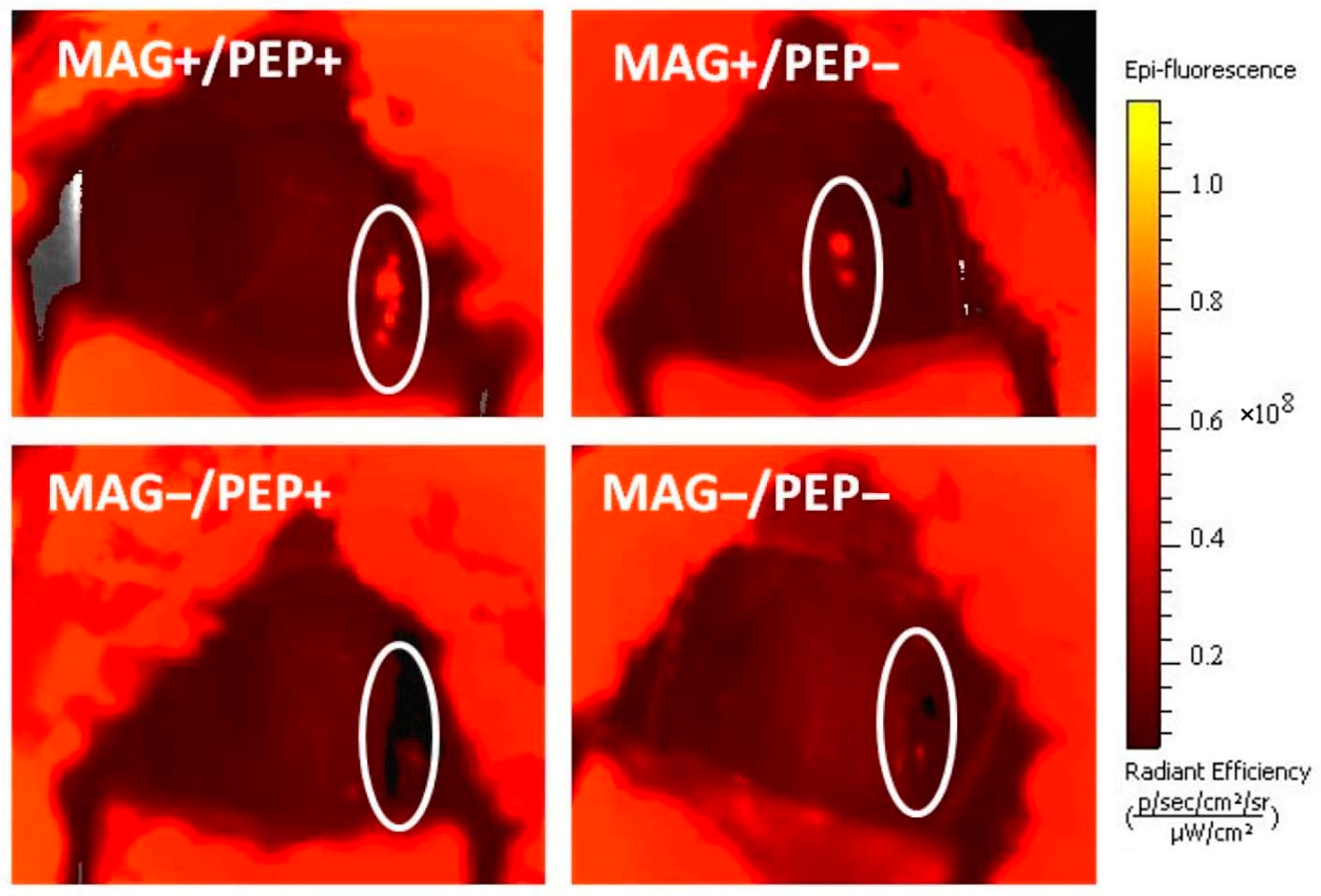 Pharmaceutics 16 00188 g005