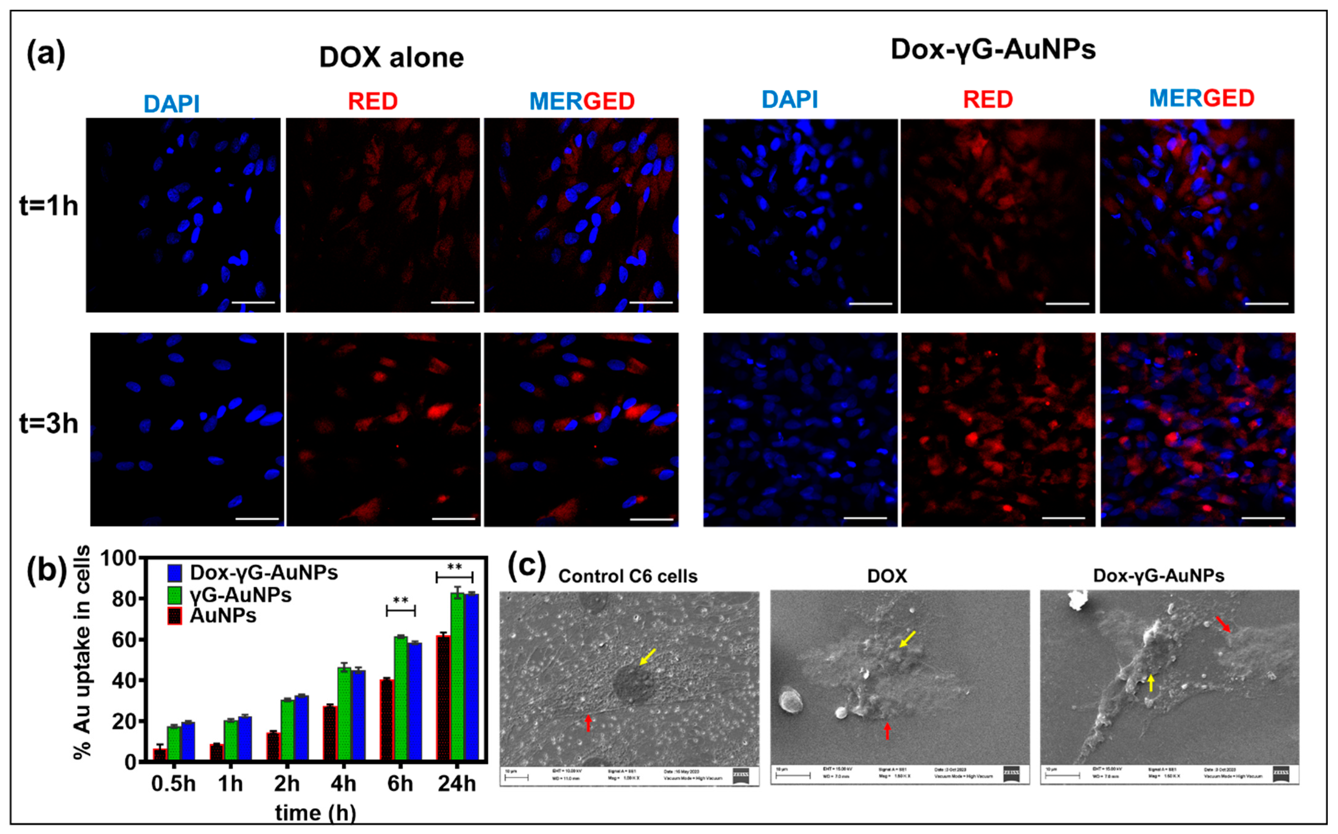 Pharmaceutics 16 00208 g006