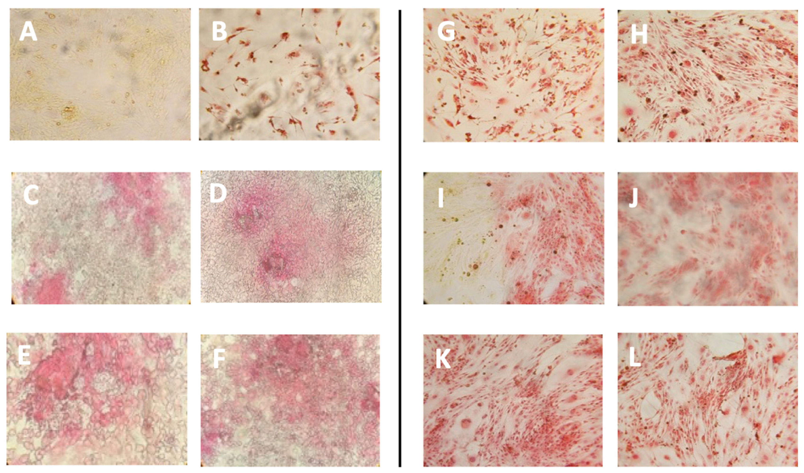 Pharmaceutics 16 00219 g004