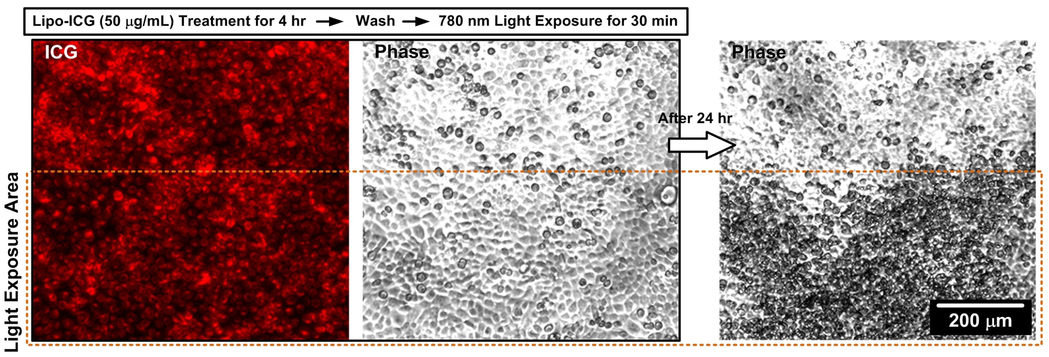 Pharmaceutics 16 00224 g004