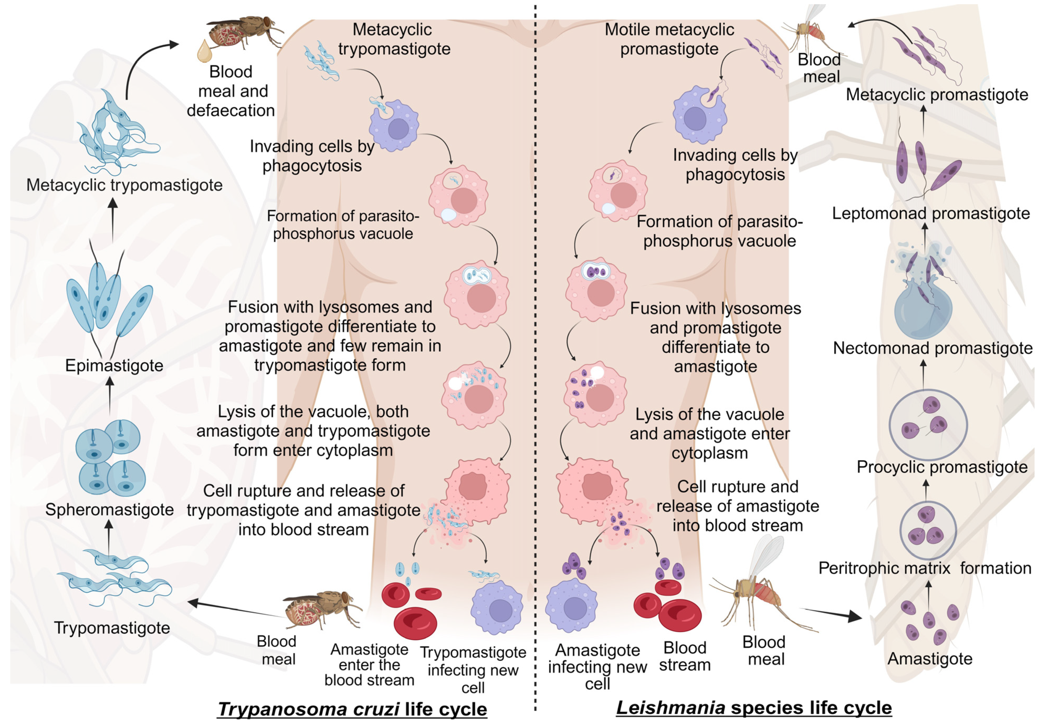 Pharmaceutics 16 00227 g001 Pharmaceutics 16 00227 g001