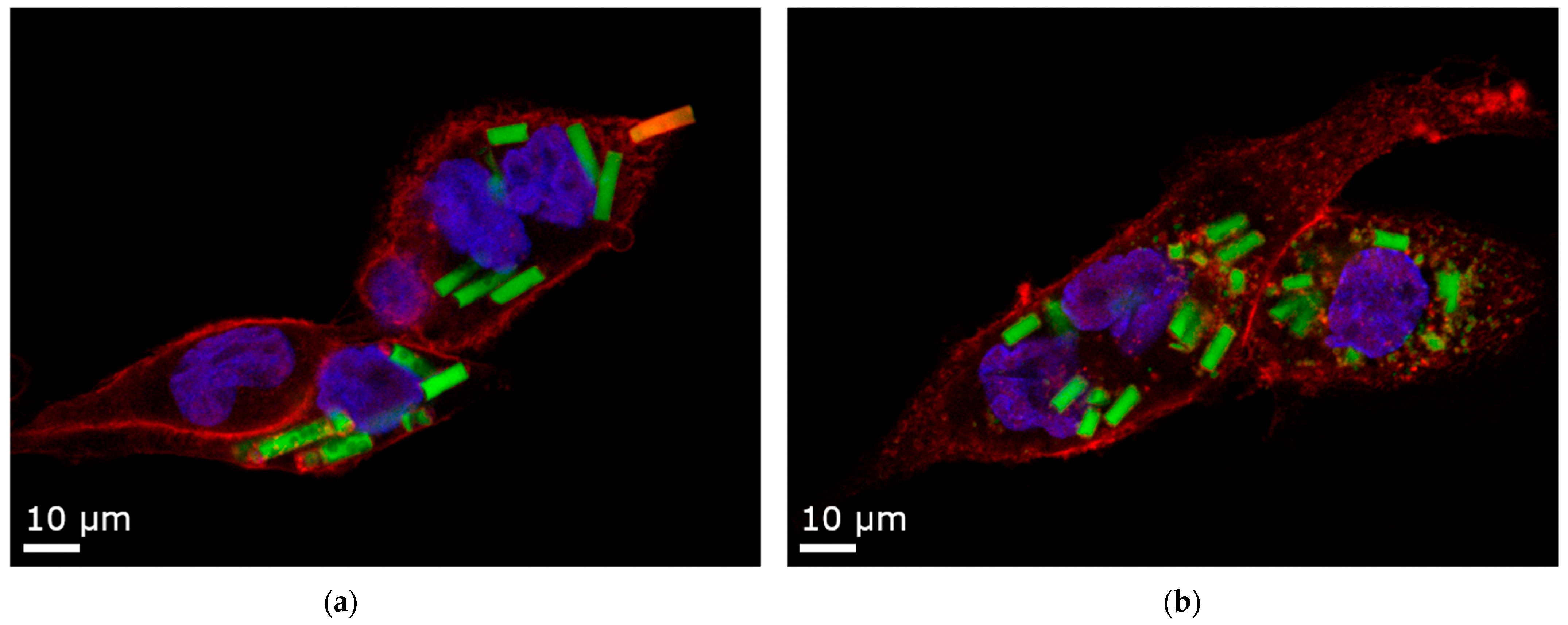 Pharmaceutics 16 00232 g009