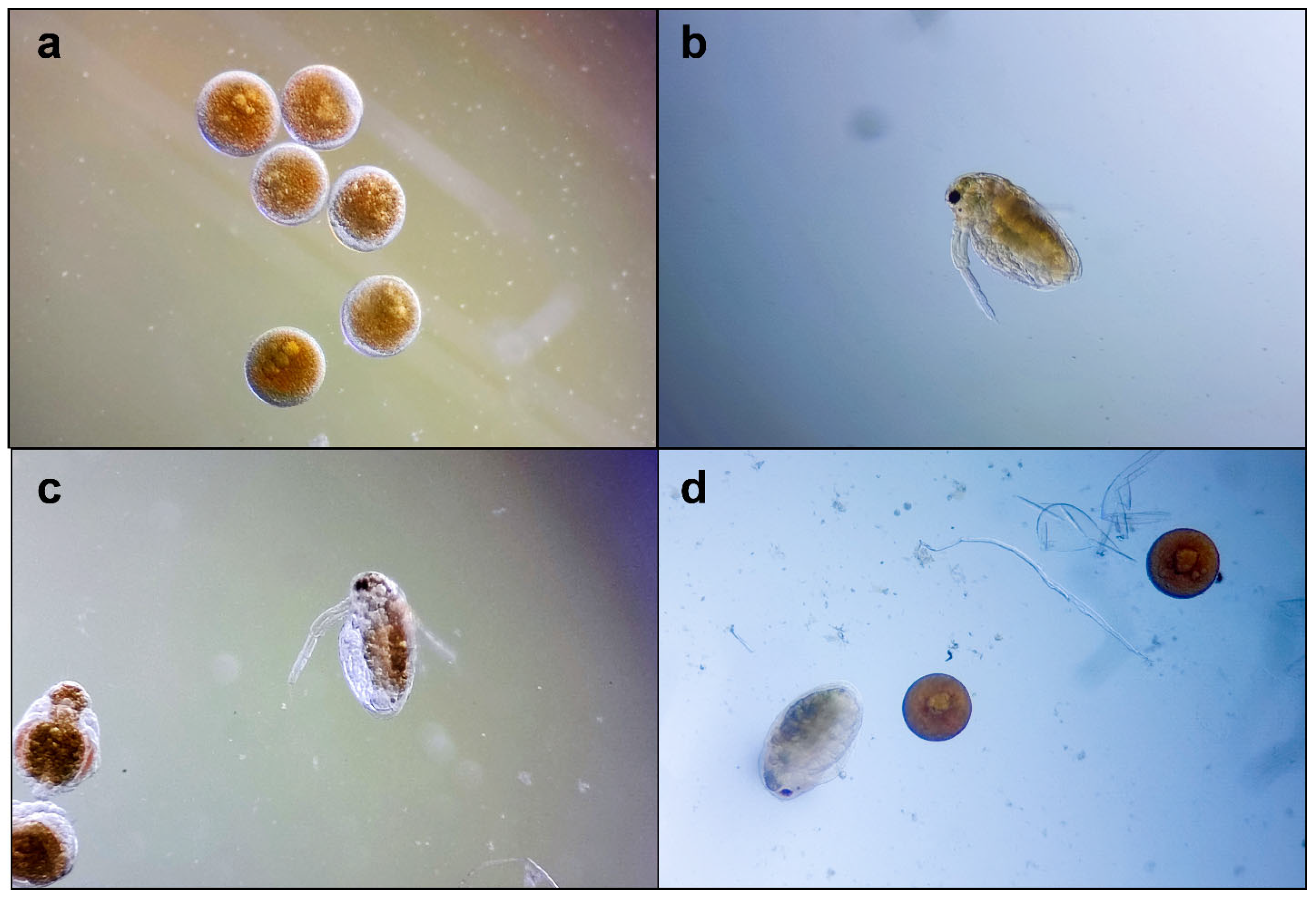 Pharmaceutics 16 00245 g004