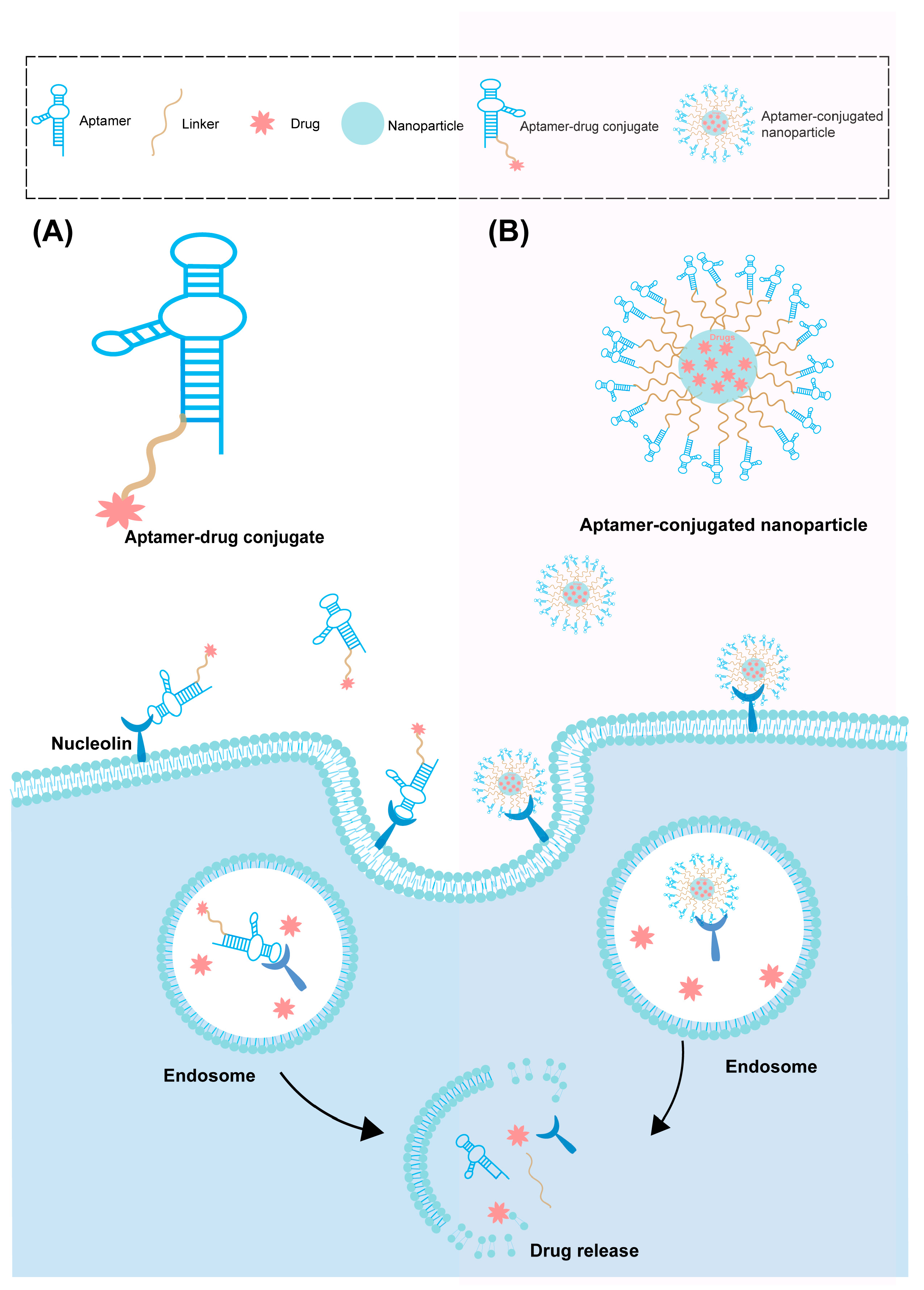 Pharmaceutics 16 00248 g004 Pharmaceutics 16 00248 g004