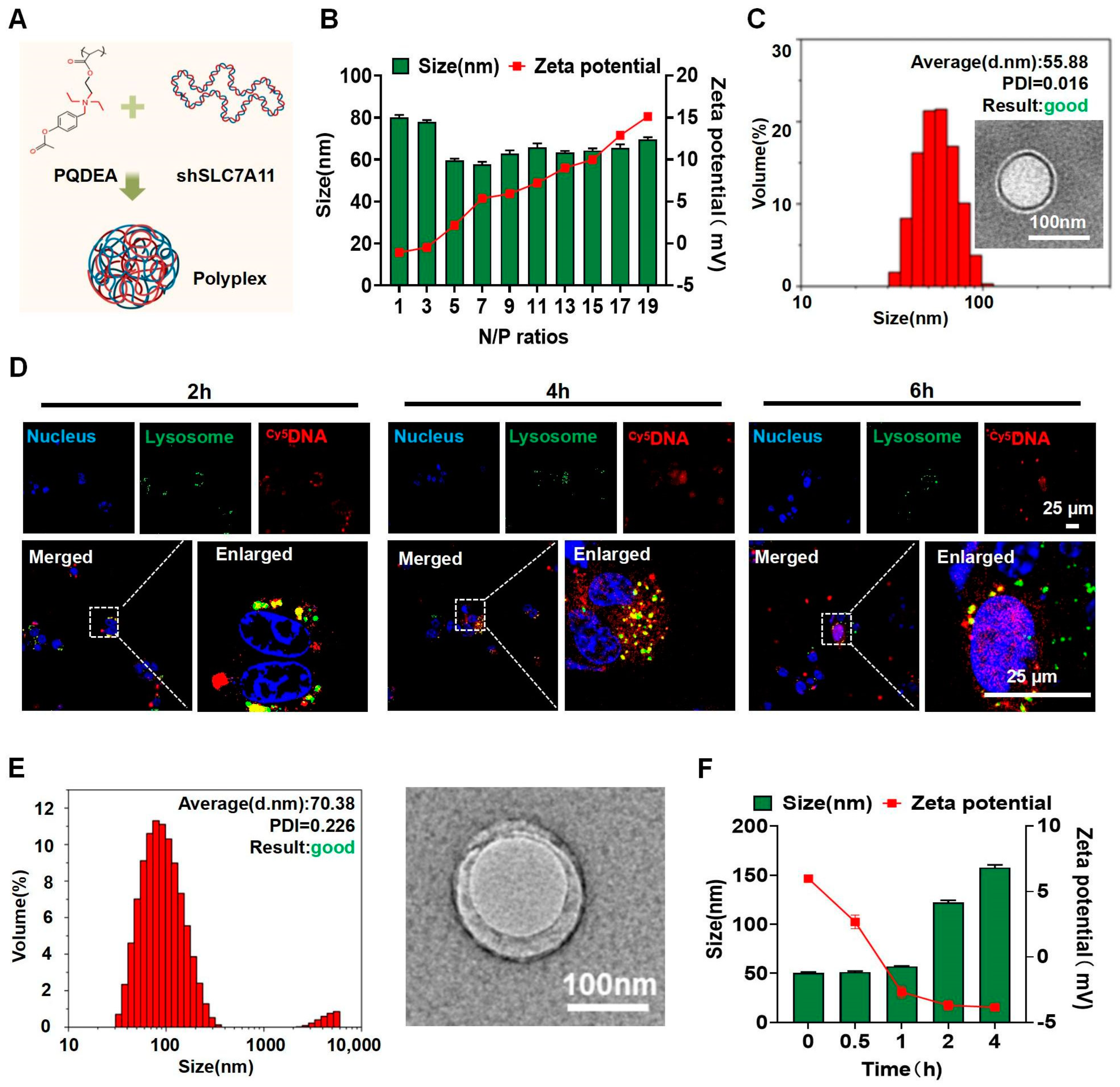 Pharmaceutics 16 00249 g002