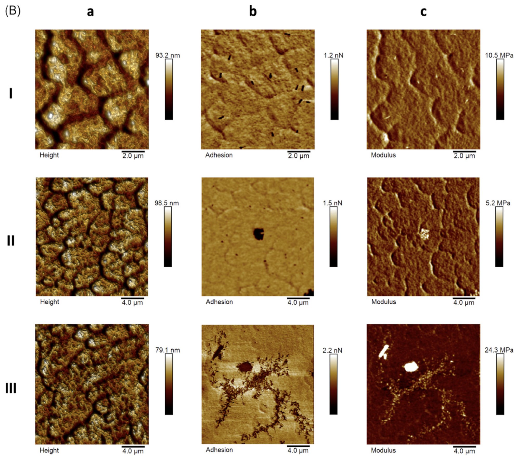 Pharmaceutics 16 00252 g002b