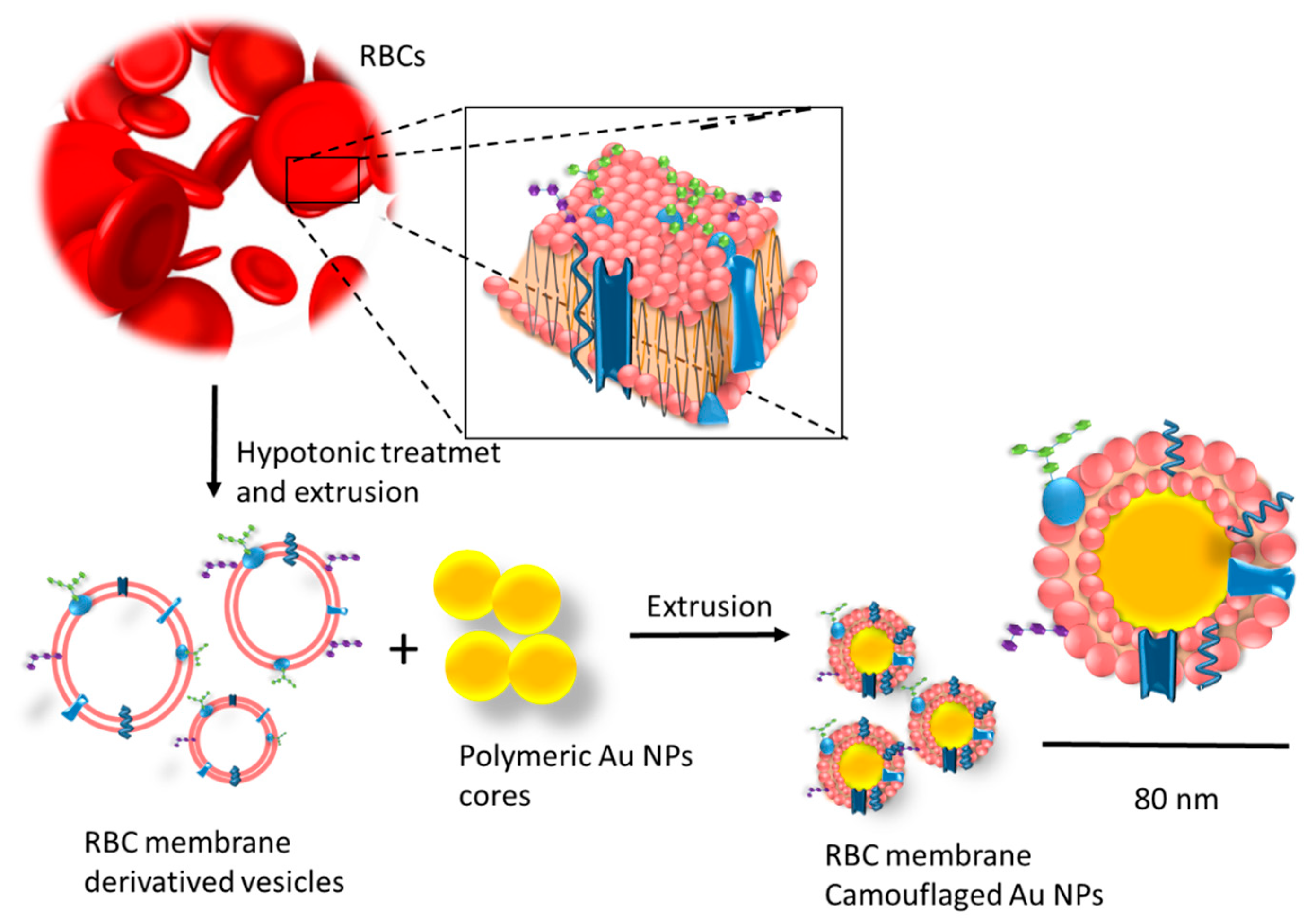 Pharmaceutics 16 00255 g013 Pharmaceutics 16 00255 g013