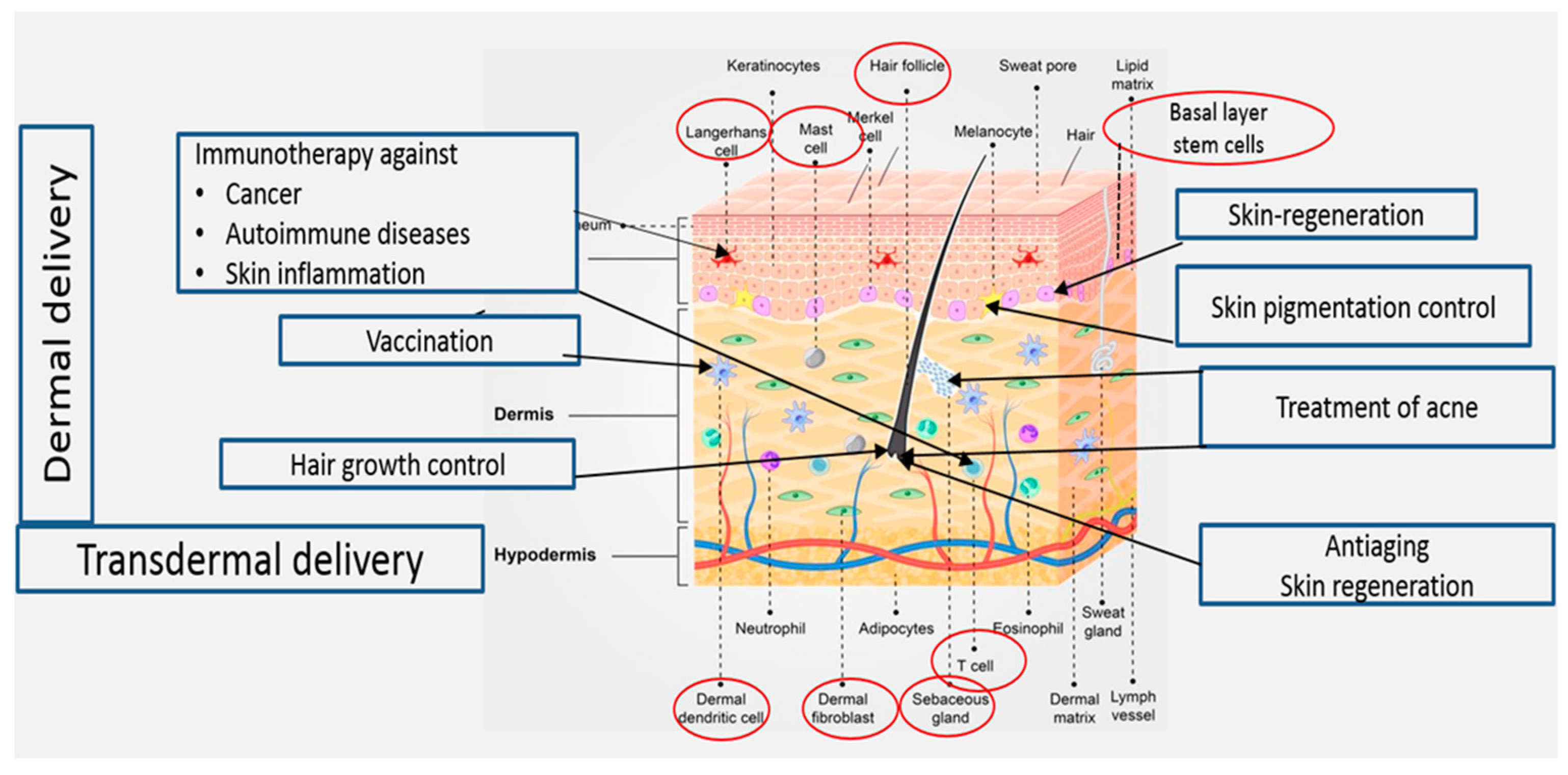 Pharmaceutics 16 00267 g001