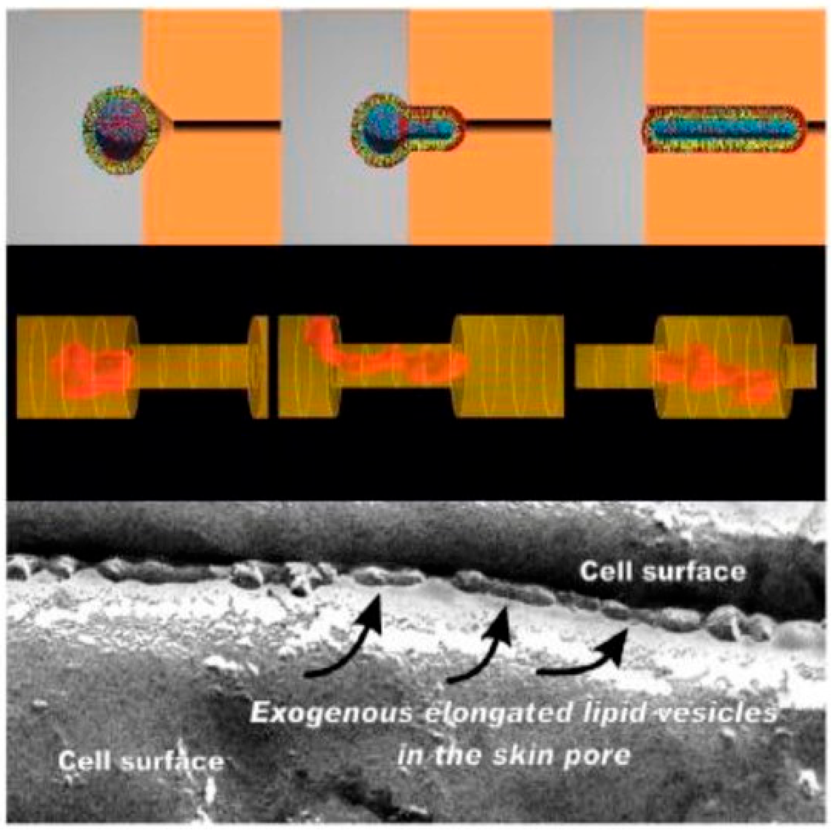 Pharmaceutics 16 00267 g005