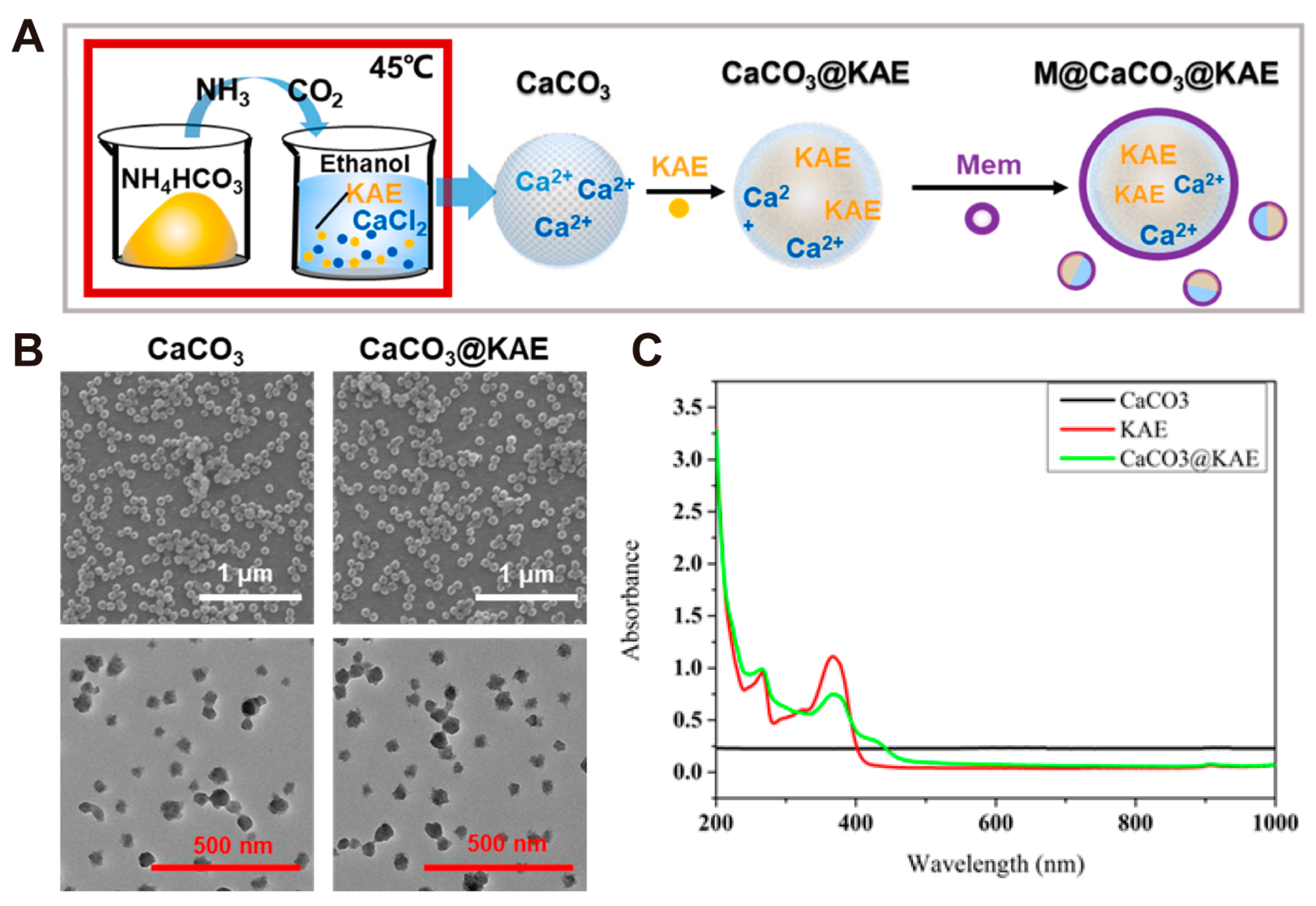 Pharmaceutics 16 00275 g003 Pharmaceutics 16 00275 g003