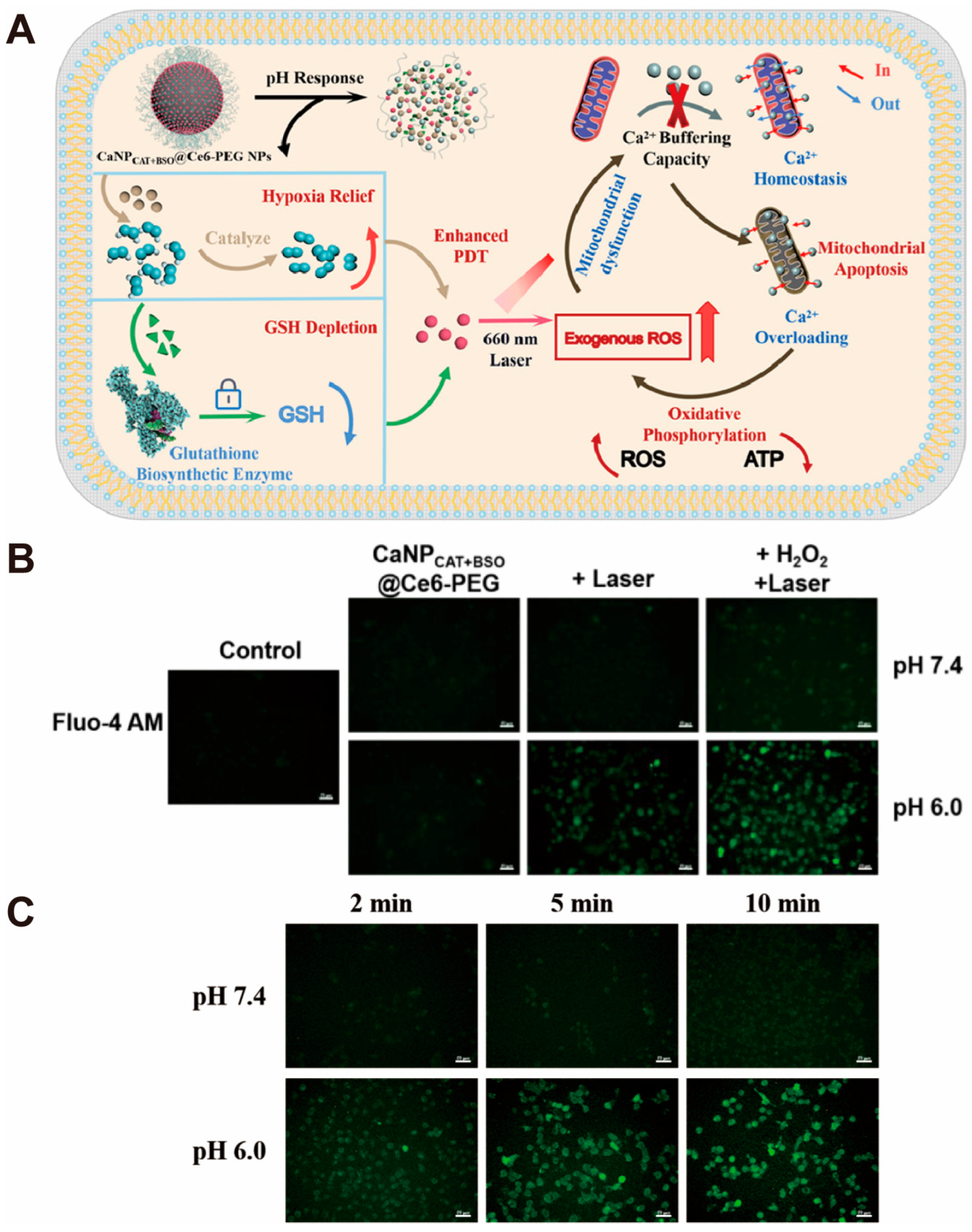 Pharmaceutics 16 00275 g005 Pharmaceutics 16 00275 g005