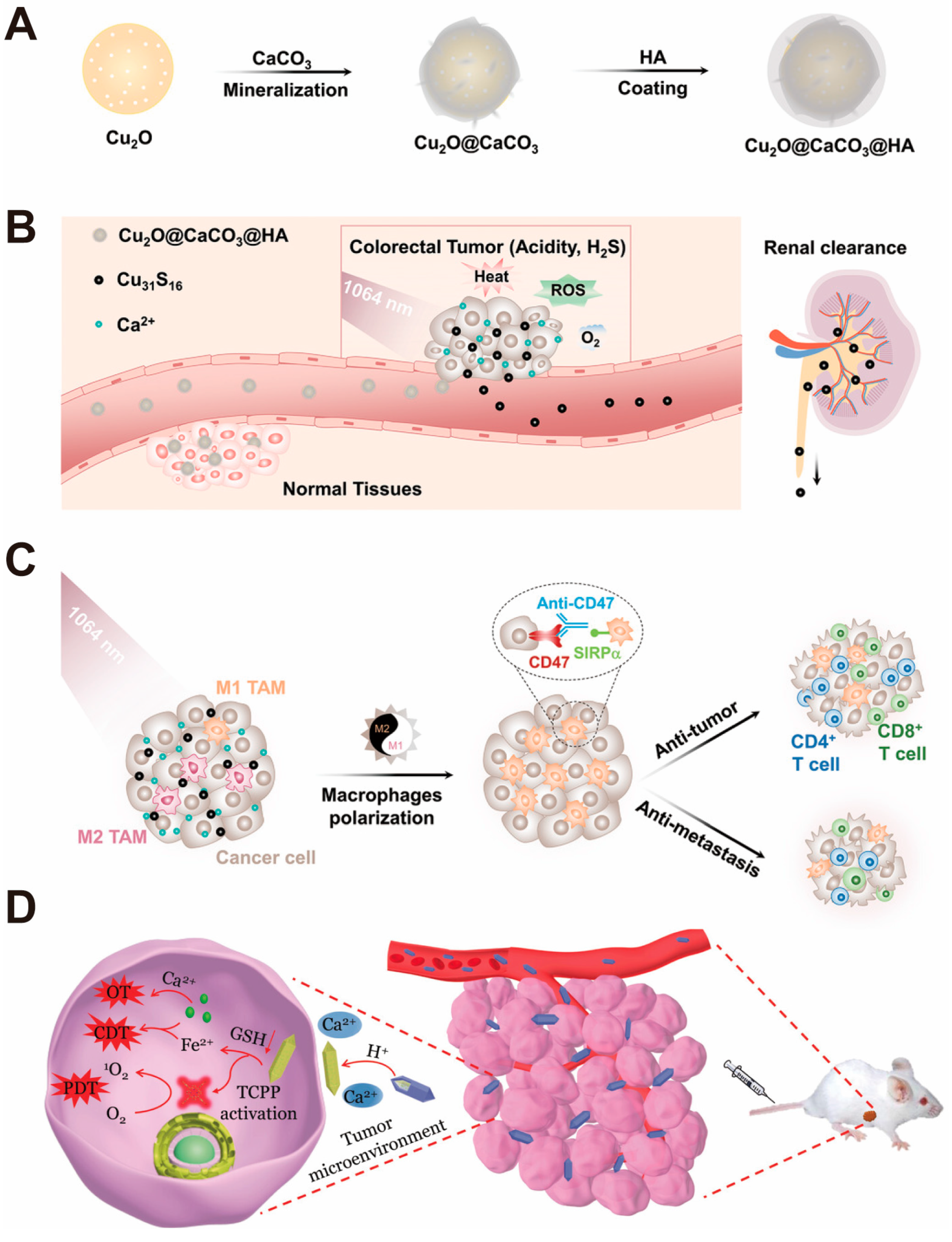 Pharmaceutics 16 00275 g010 Pharmaceutics 16 00275 g010