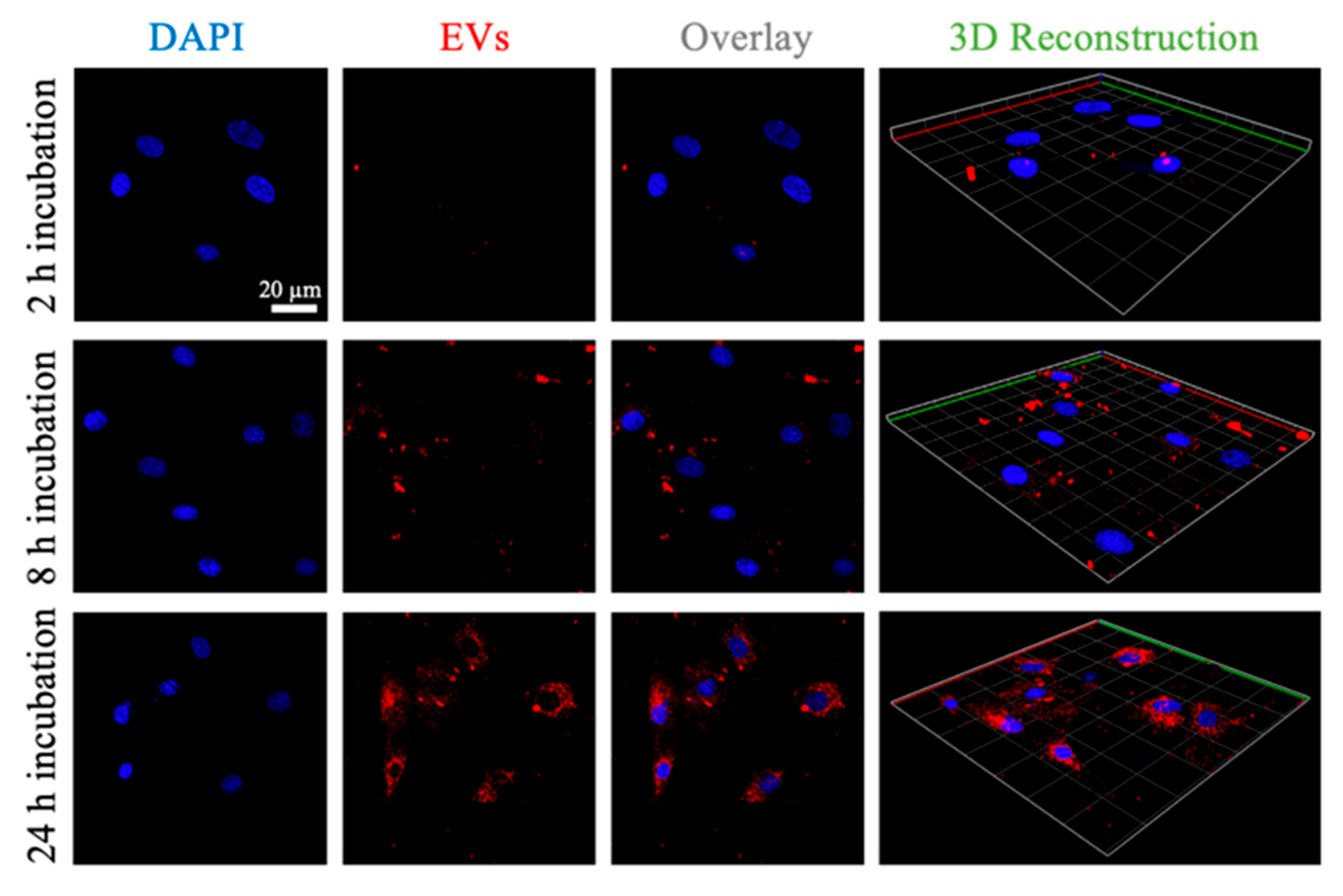 Pharmaceutics 16 00279 g004