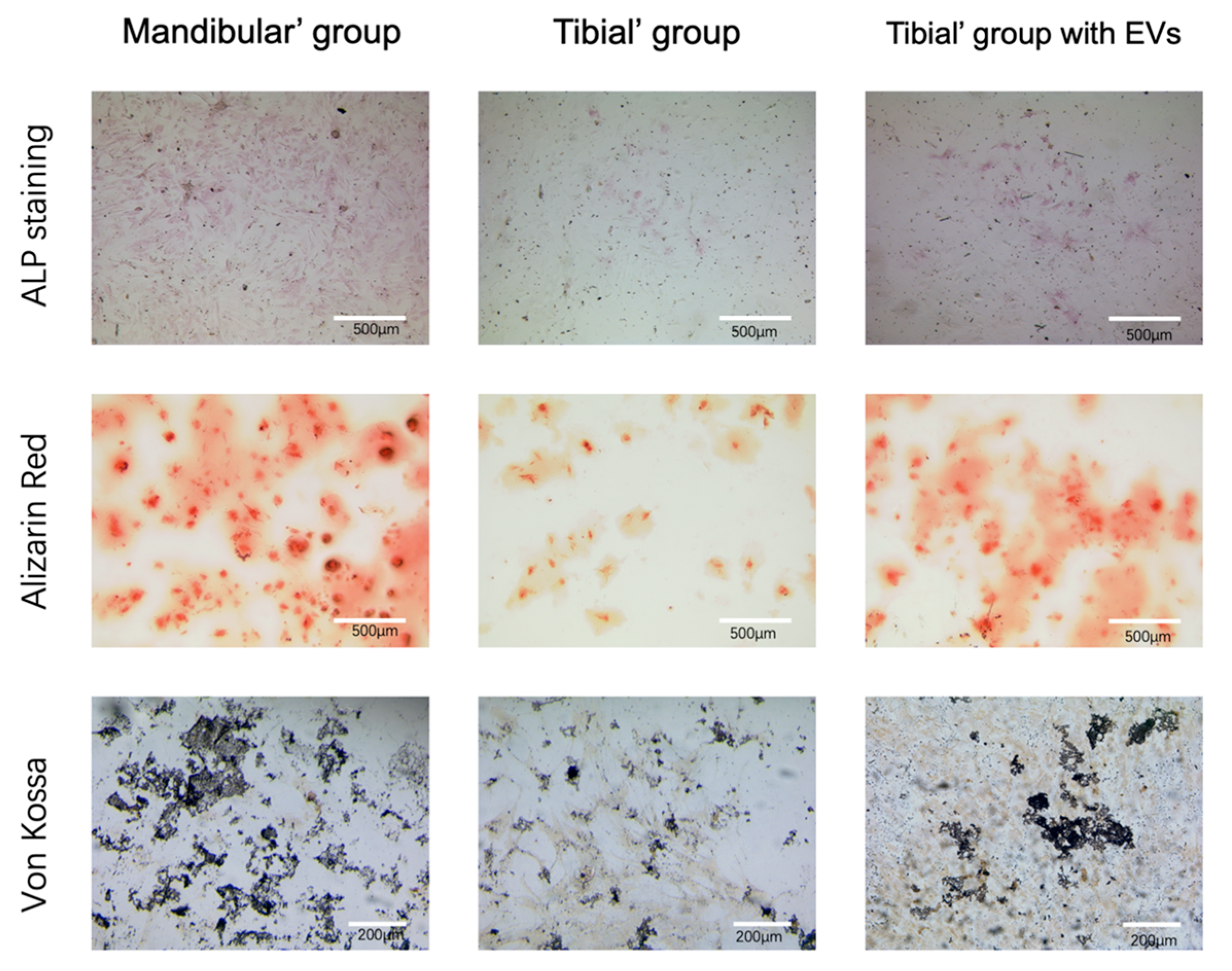 Pharmaceutics 16 00279 g005