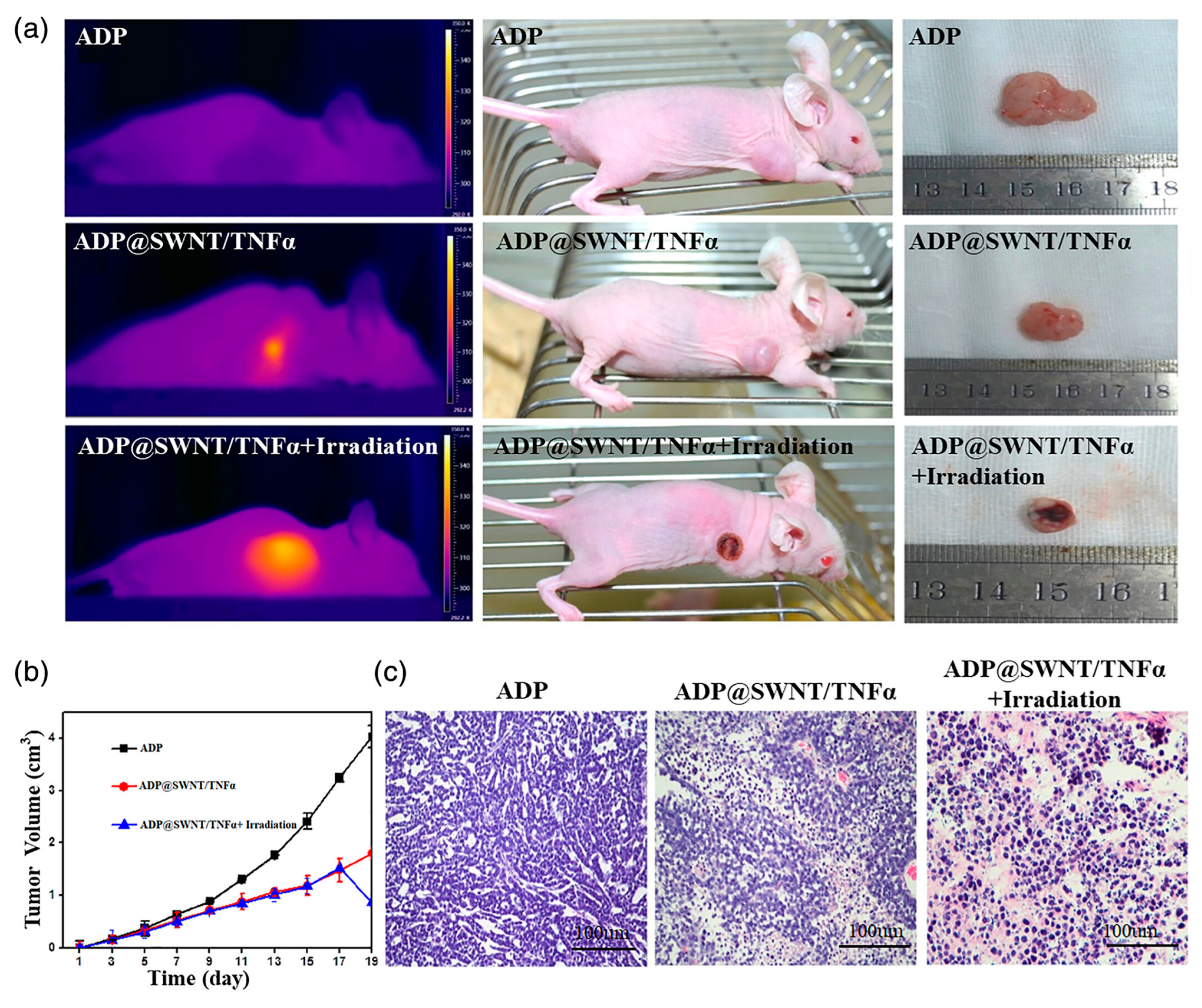 Pharmaceutics 16 00288 g002