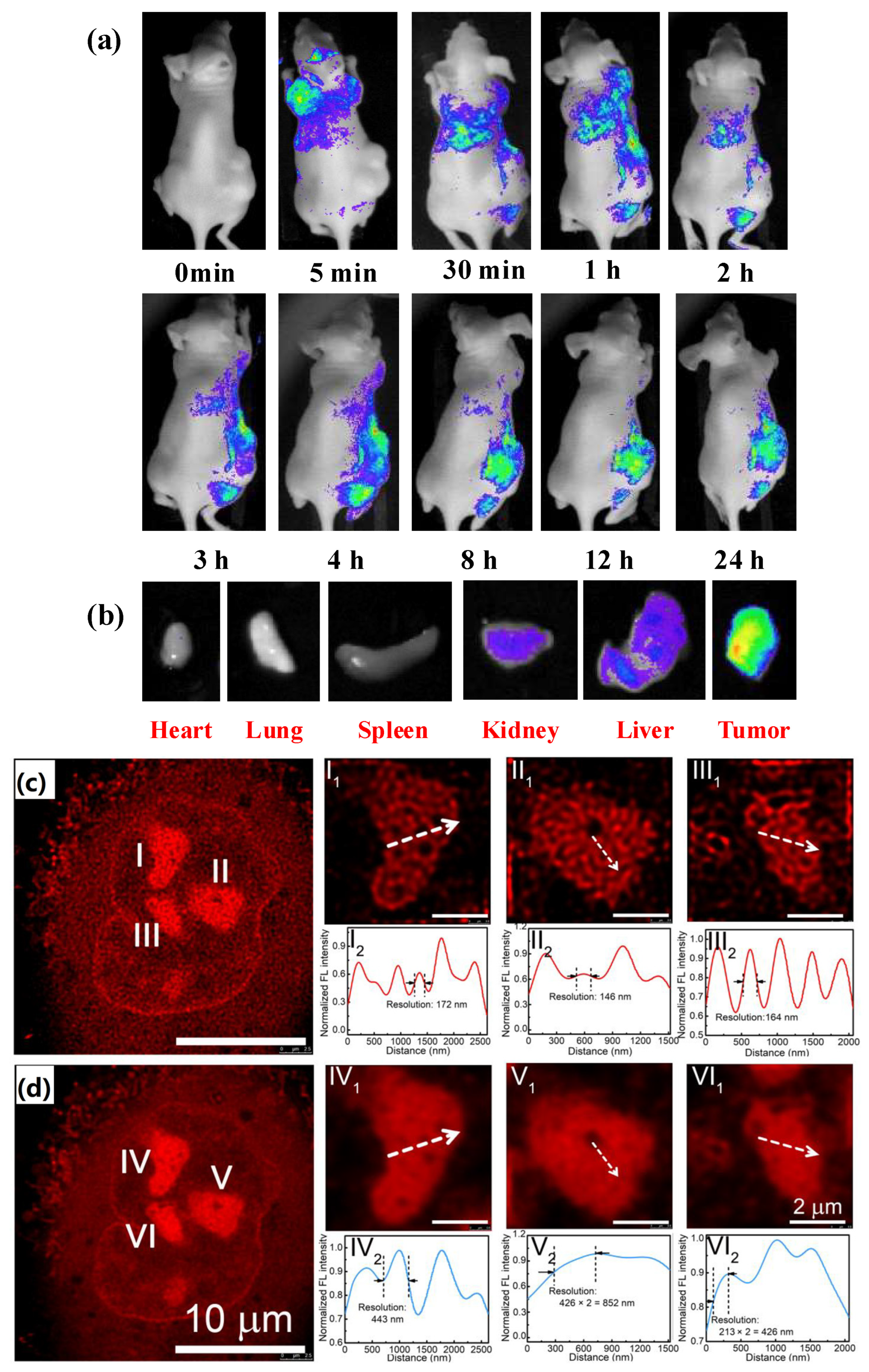 Pharmaceutics 16 00288 g004