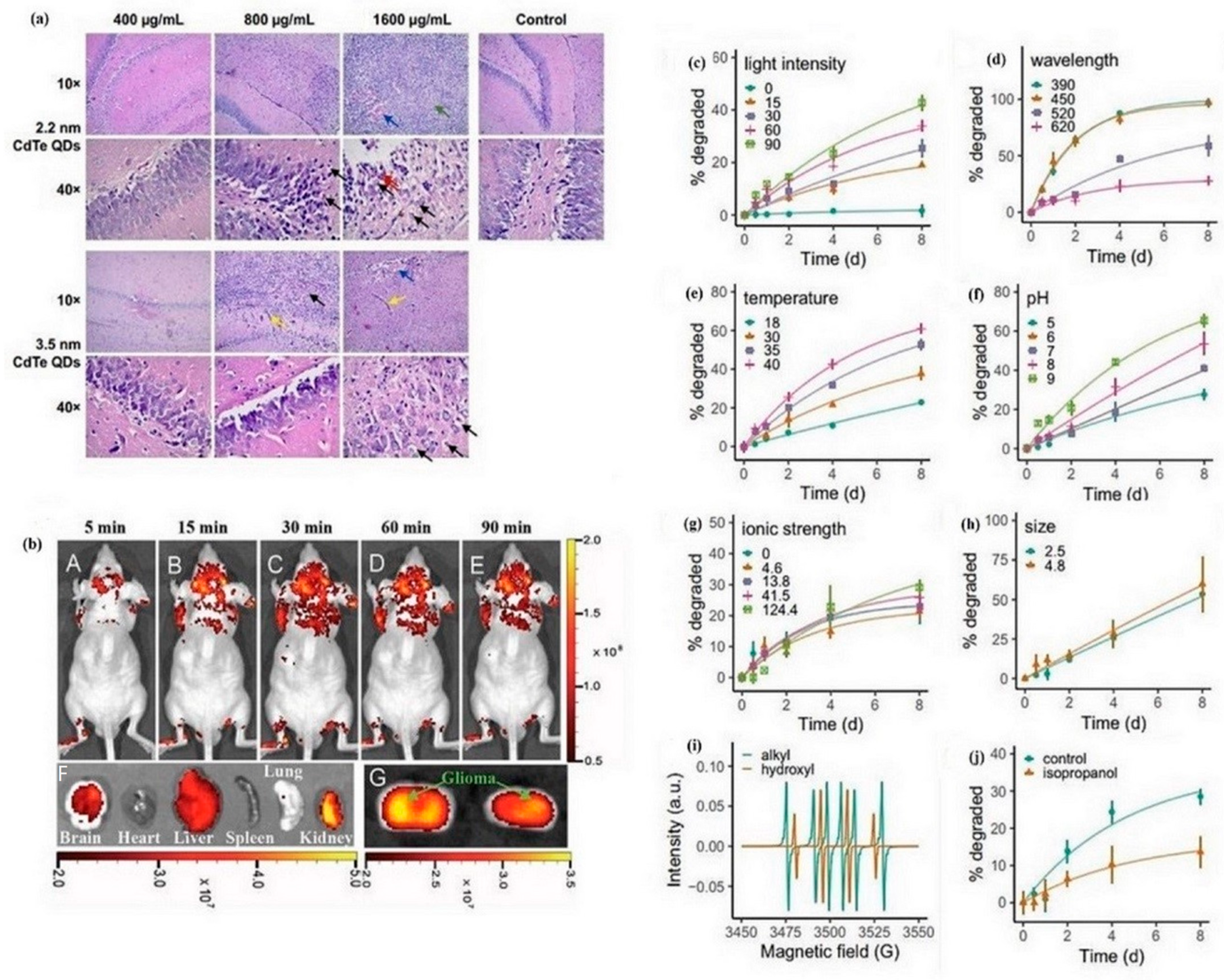 Pharmaceutics 16 00288 g005