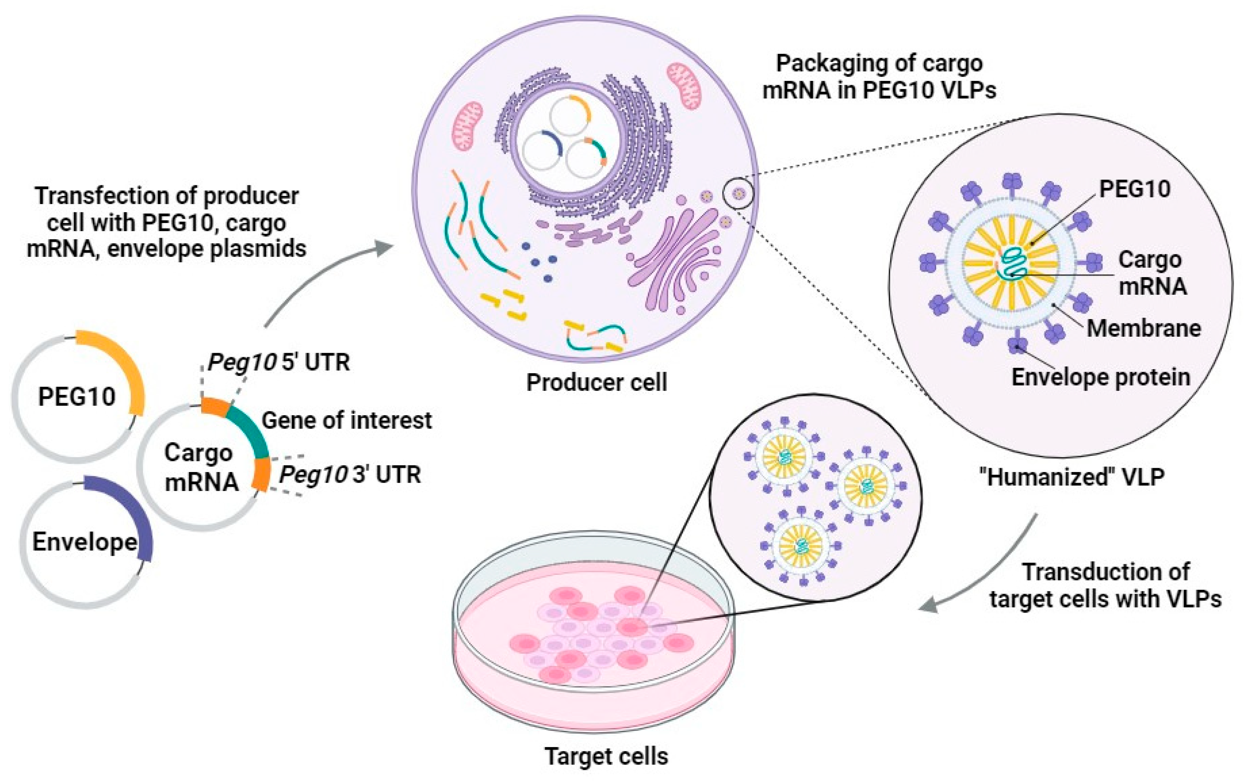 Pharmaceutics 16 00292 g002