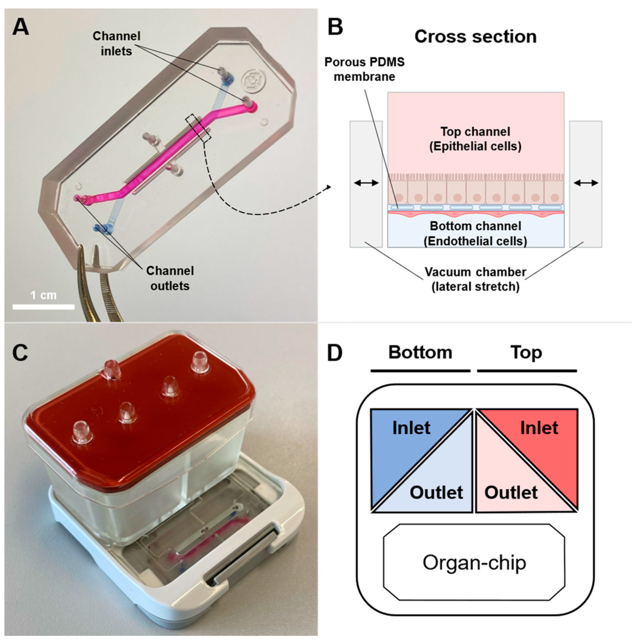 Pharmaceutics 16 00296 g001