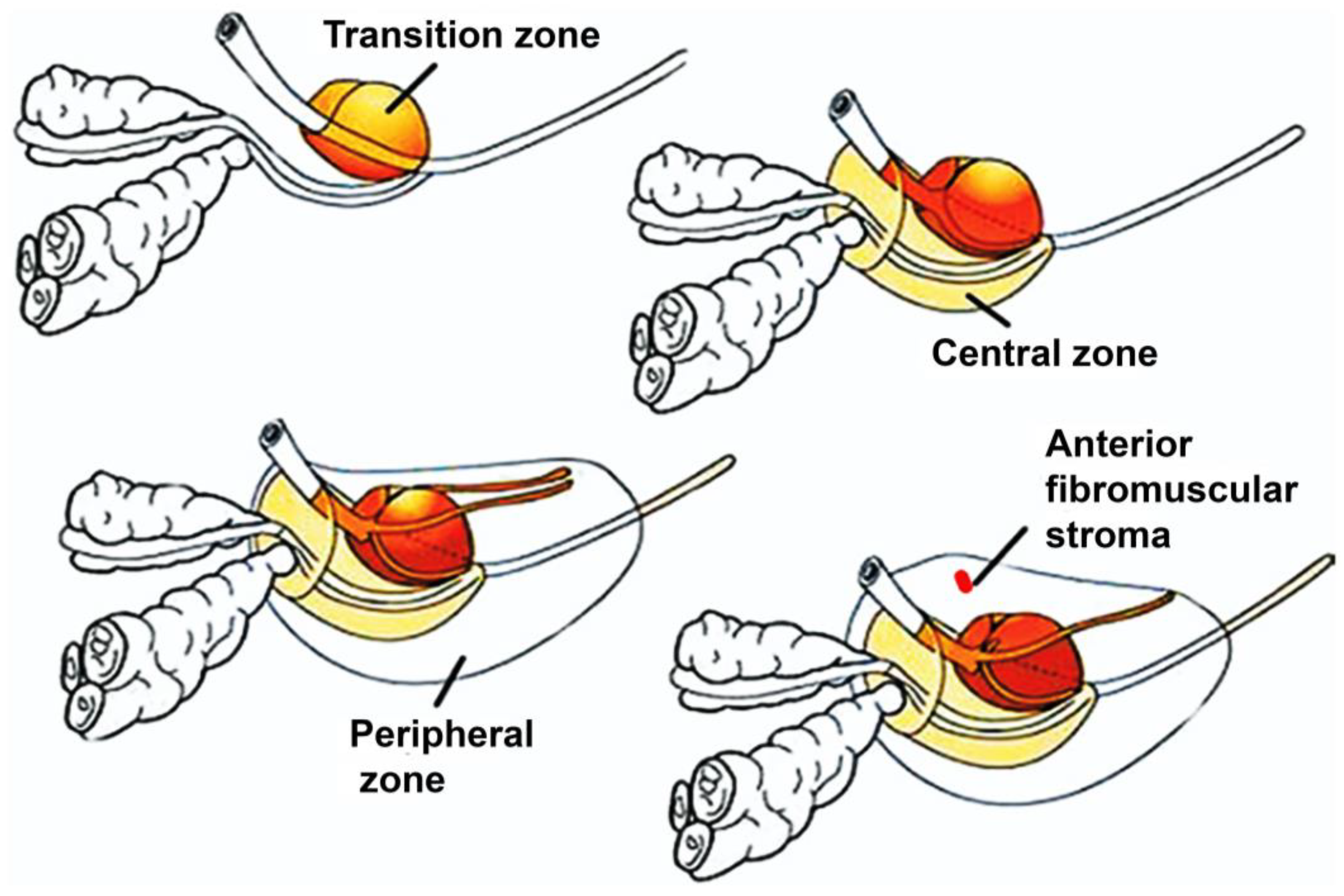 Pharmaceutics 16 00297 g002