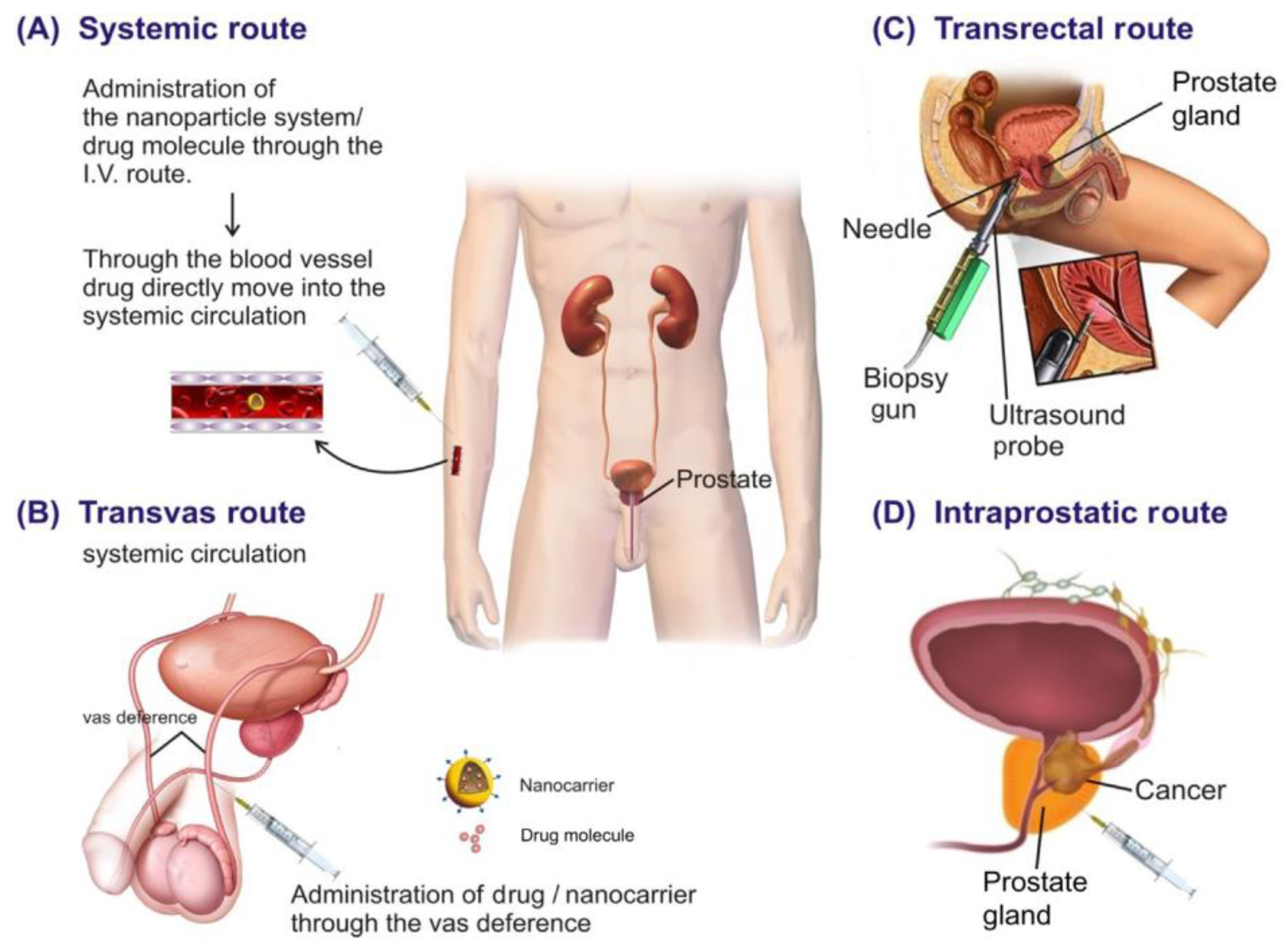 Pharmaceutics 16 00297 g008