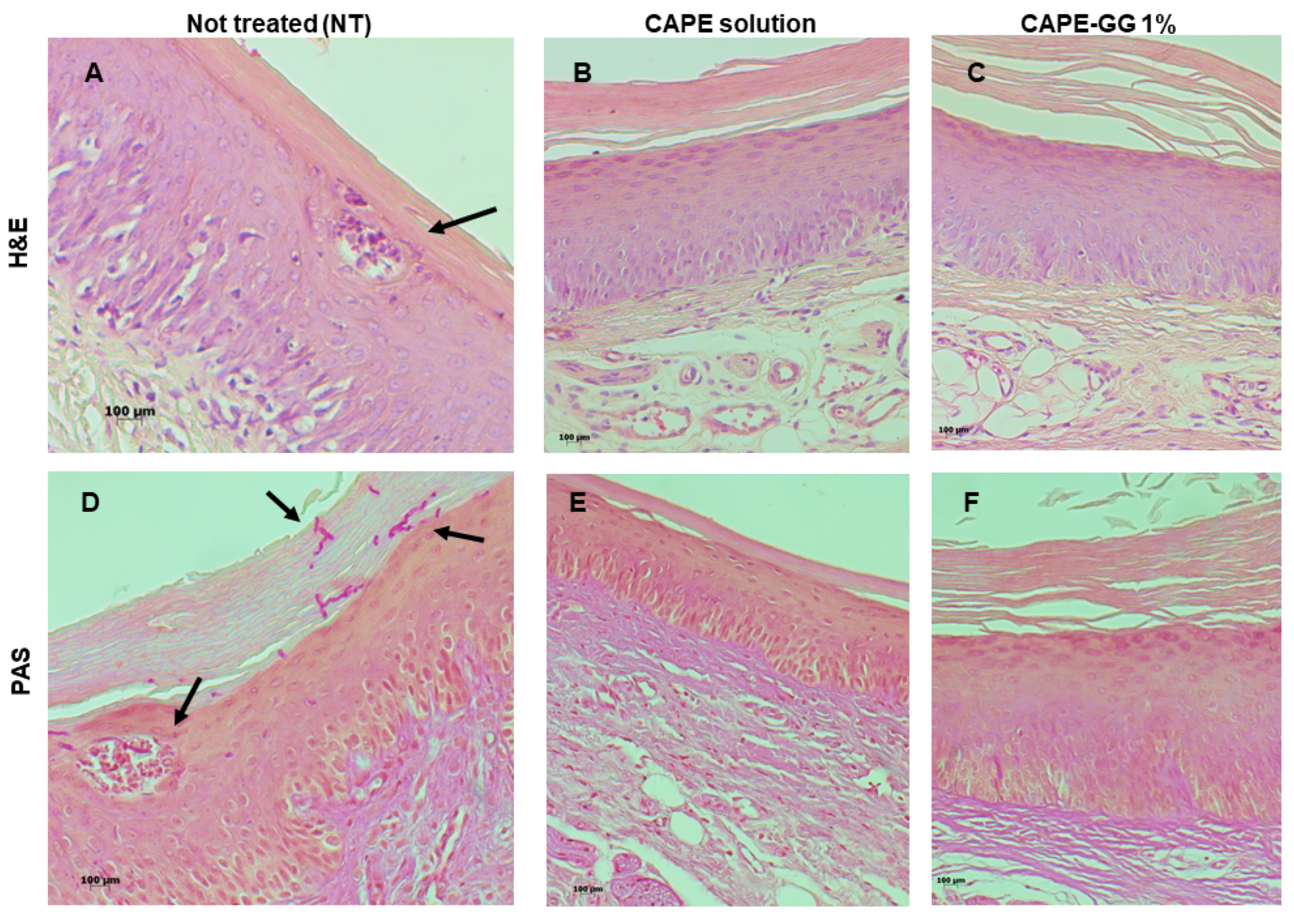 Pharmaceutics 16 00298 g009