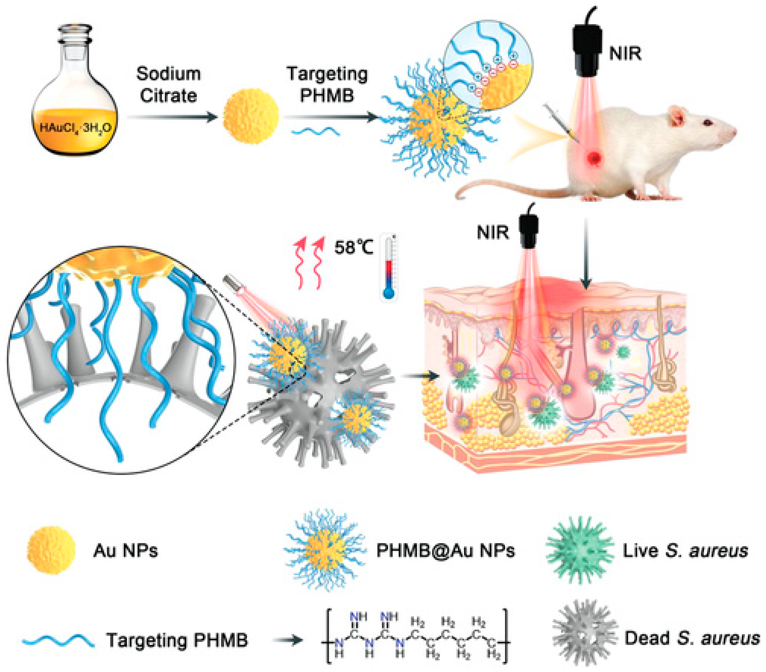Pharmaceutics 16 00300 g004