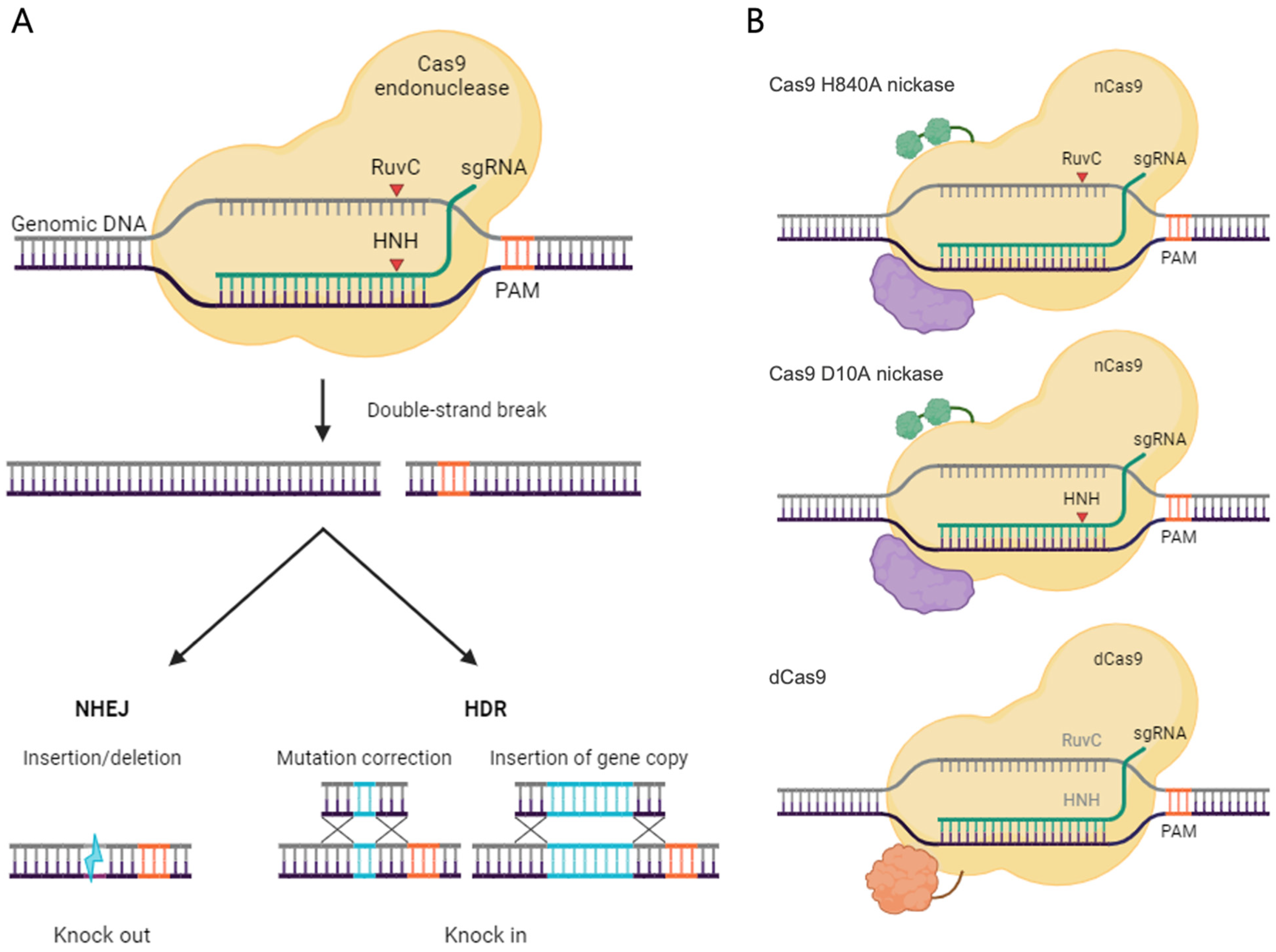 Pharmaceutics 16 00346 g001