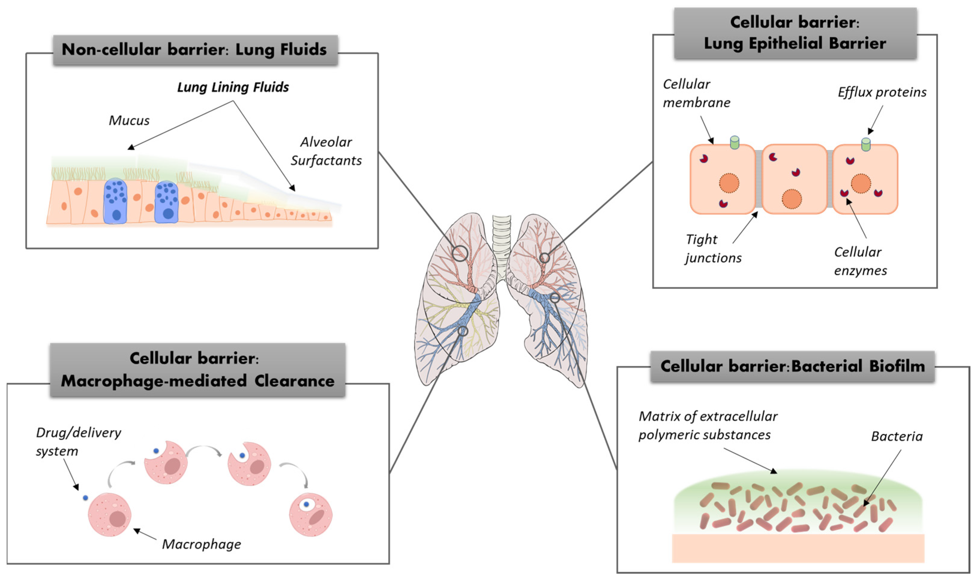 Pharmaceutics 16 00347 g001