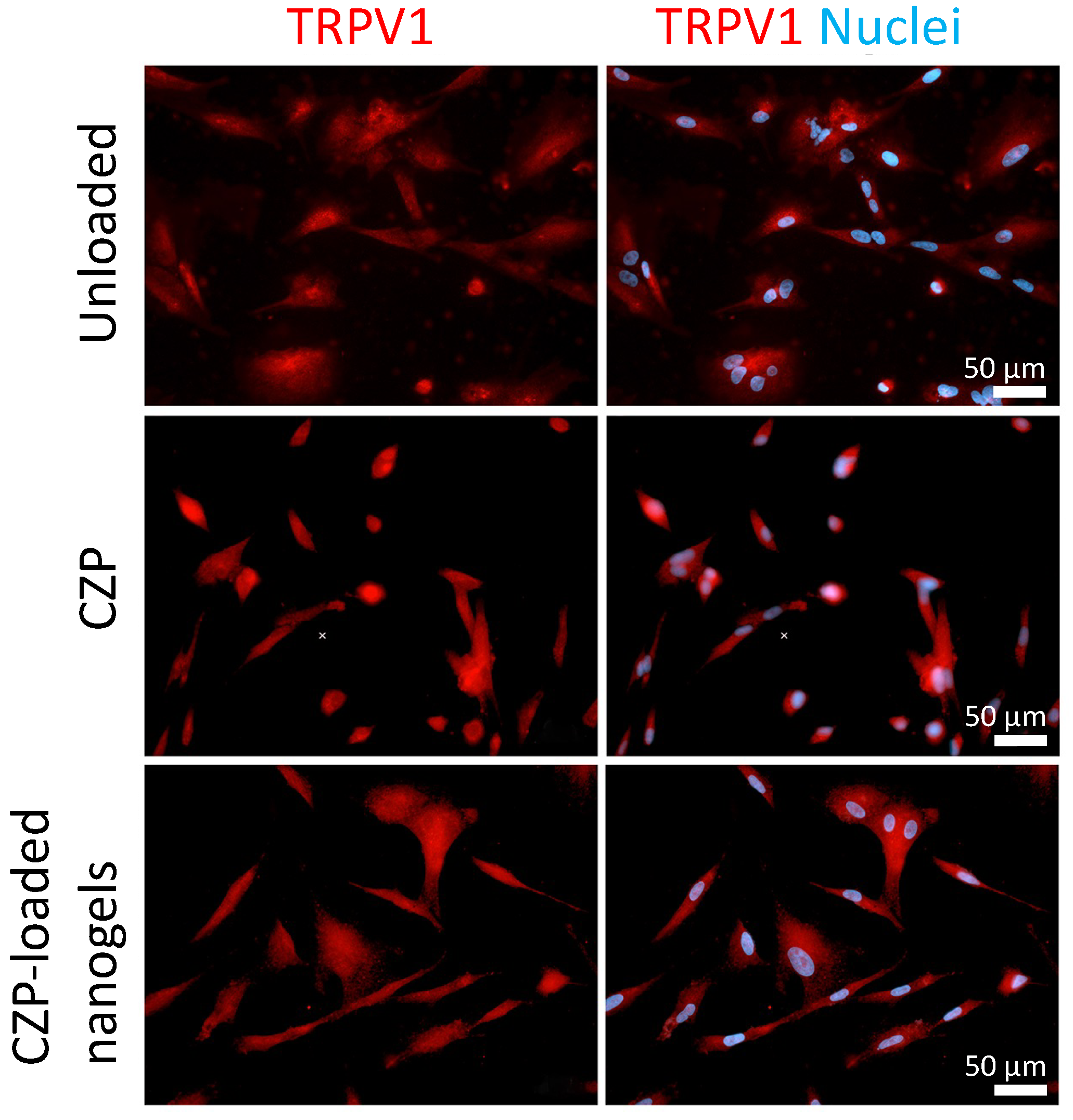 Pharmaceutics 16 00355 g006