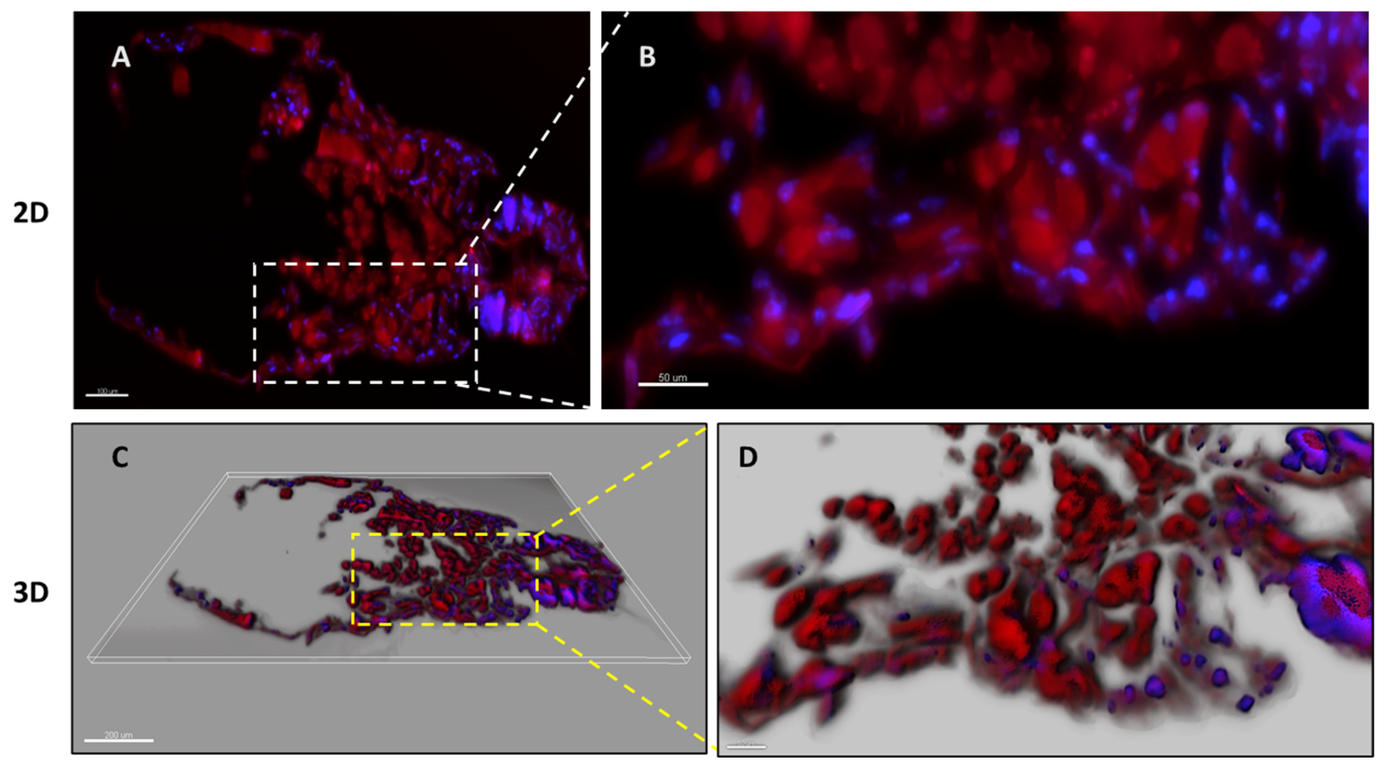Pharmaceutics 16 00378 g004