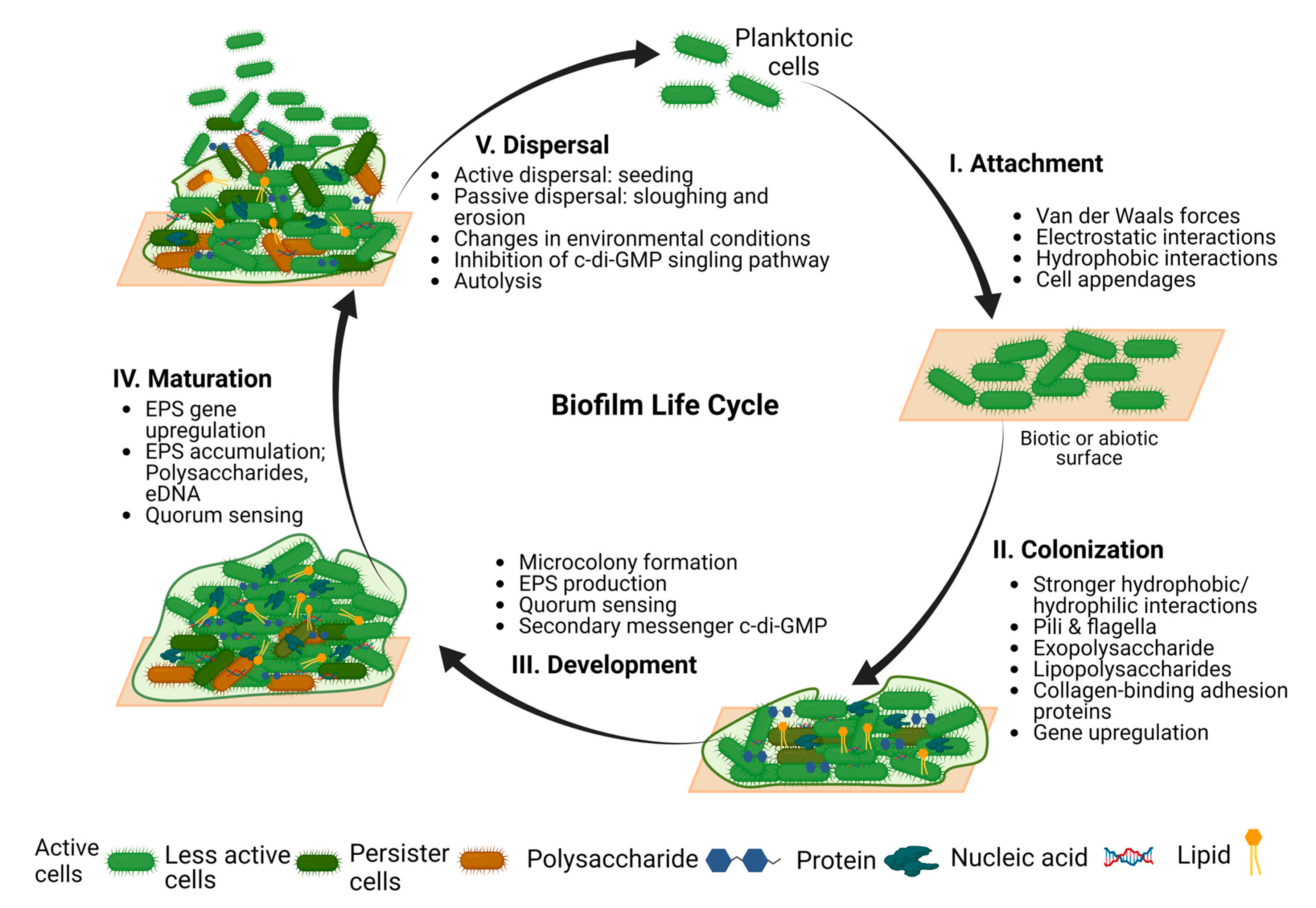 Pharmaceutics 16 00396 g001