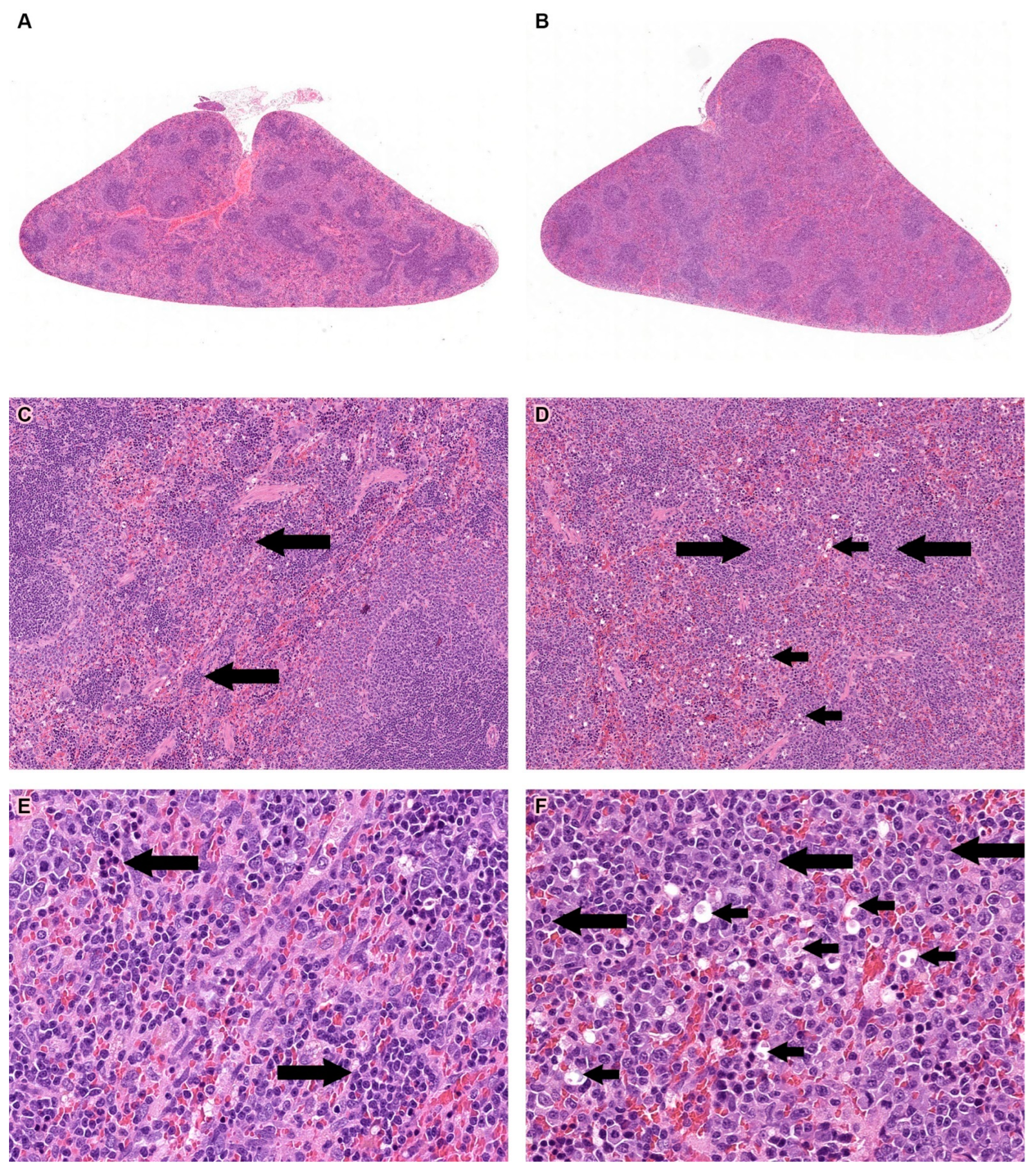 Pharmaceutics 16 00426 g002 Pharmaceutics 16 00426 g002