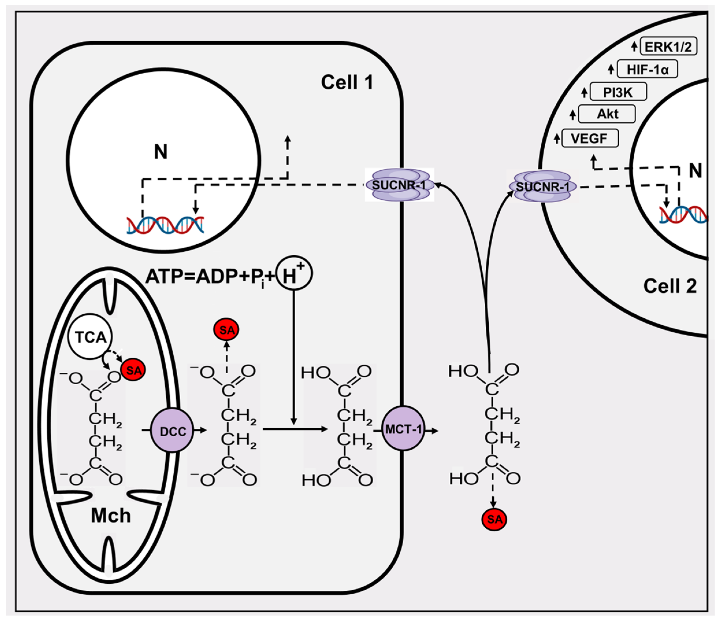 Pharmaceutics 16 00444 g003 Pharmaceutics 16 00444 g003