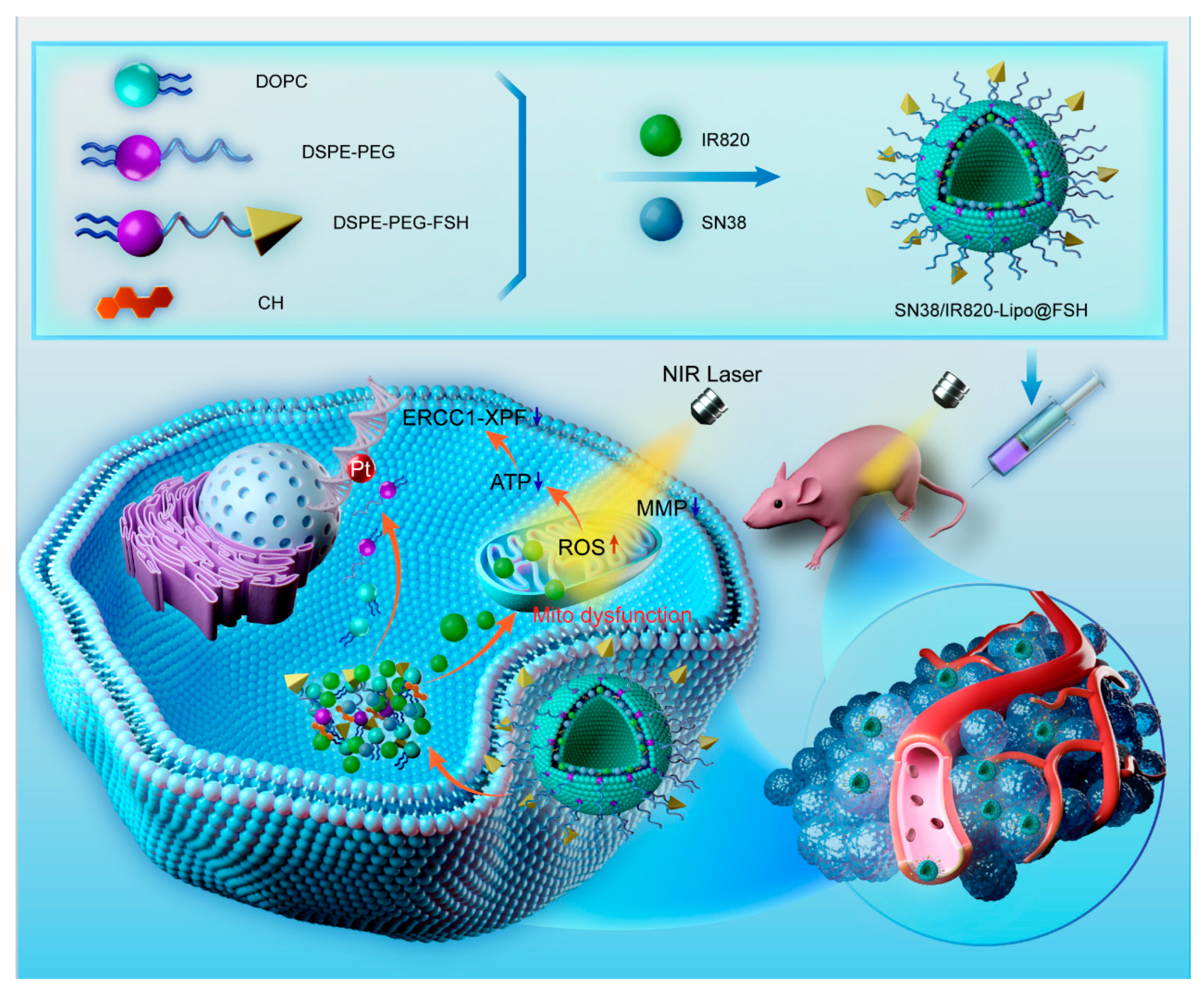 Pharmaceutics 16 00490 g001