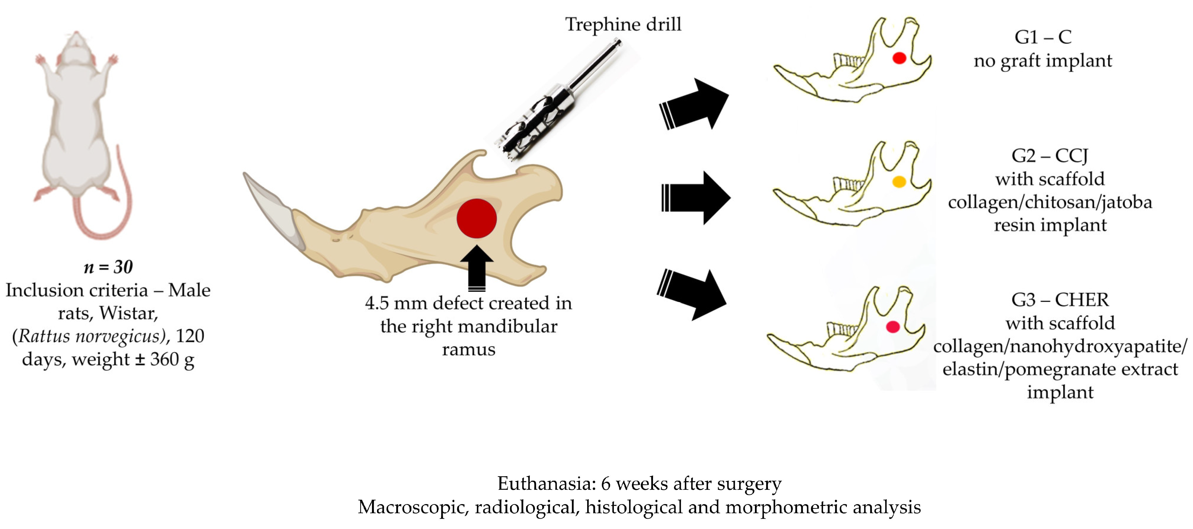 Pharmaceutics 16 00491 g001