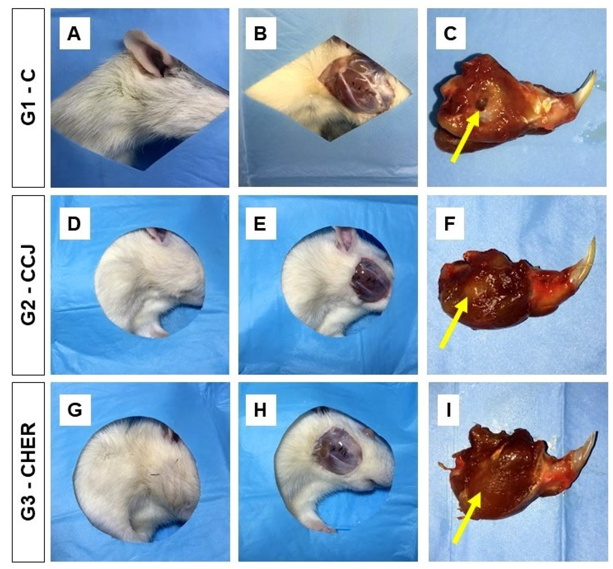 Pharmaceutics 16 00491 g007