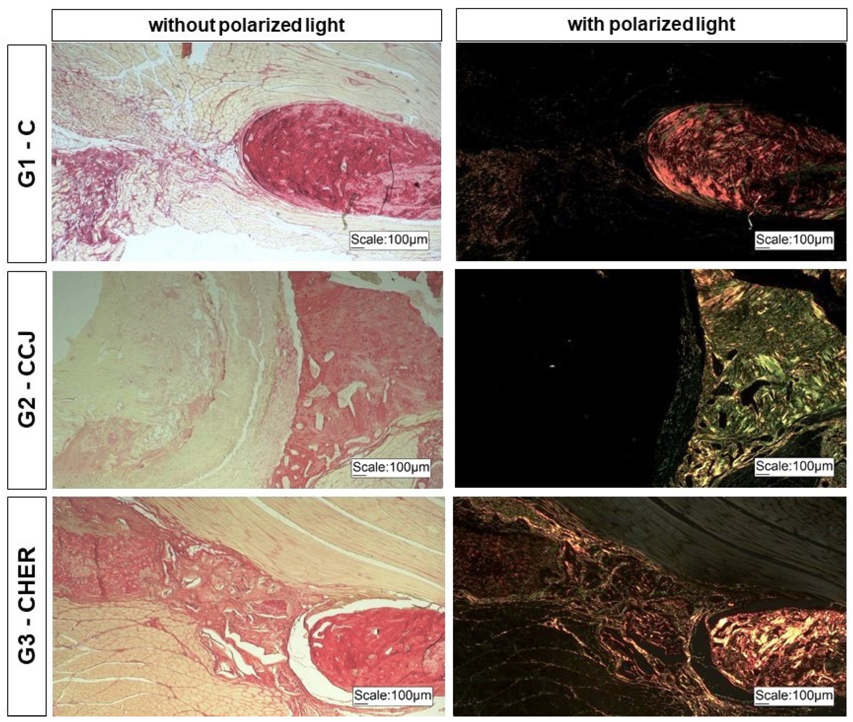 Pharmaceutics 16 00491 g010