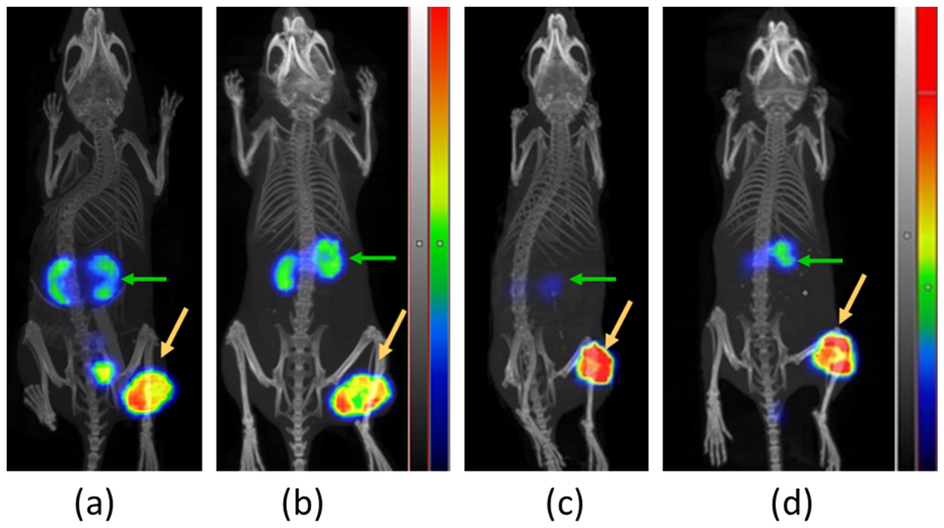 Pharmaceutics 16 00513 g008