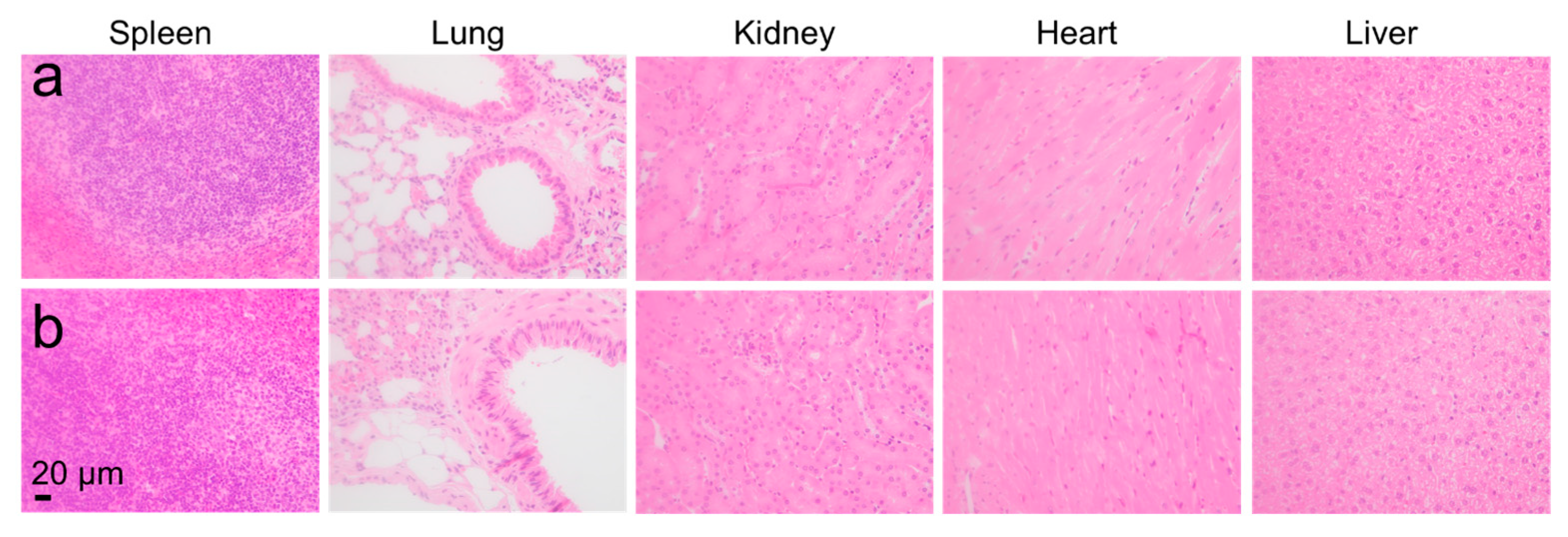 Pharmaceutics 16 00516 g008