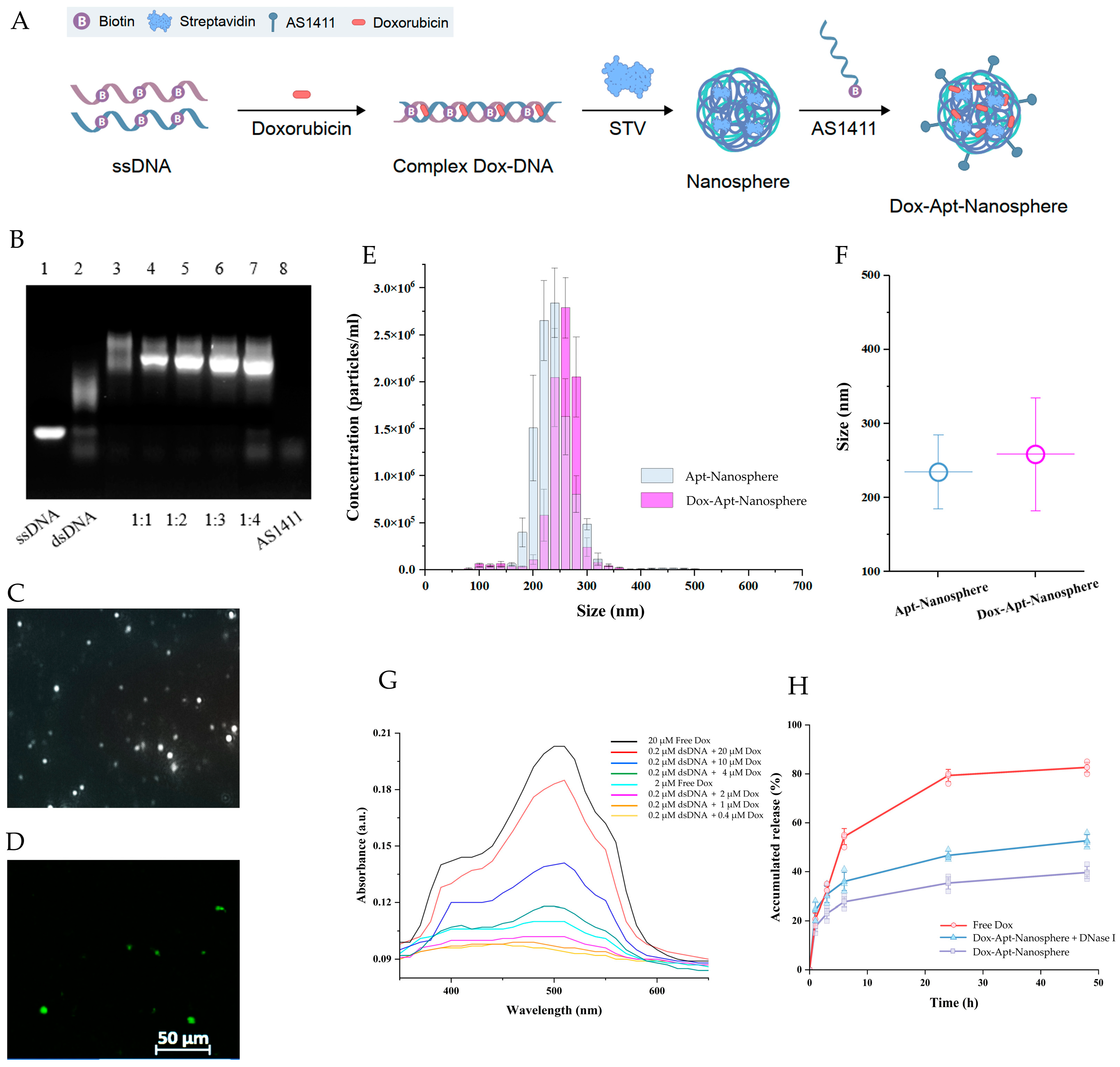 Pharmaceutics 16 00566 g001