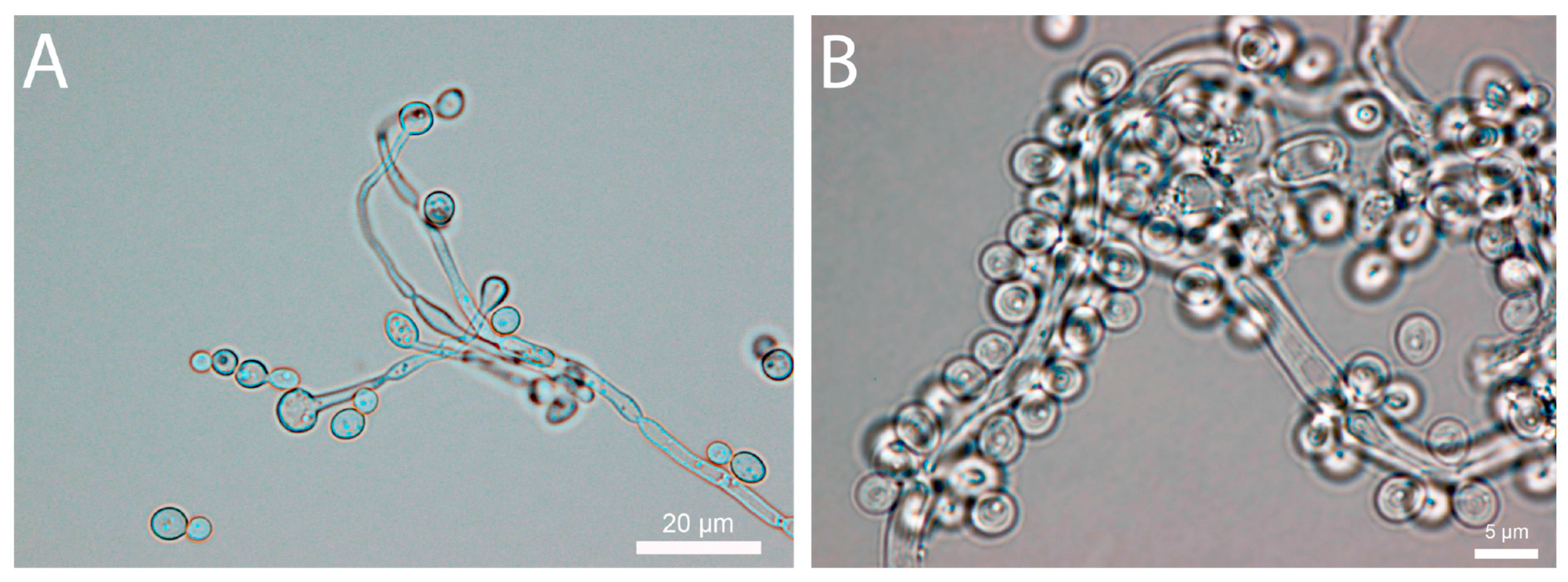 Pharmaceutics 16 00605 g001