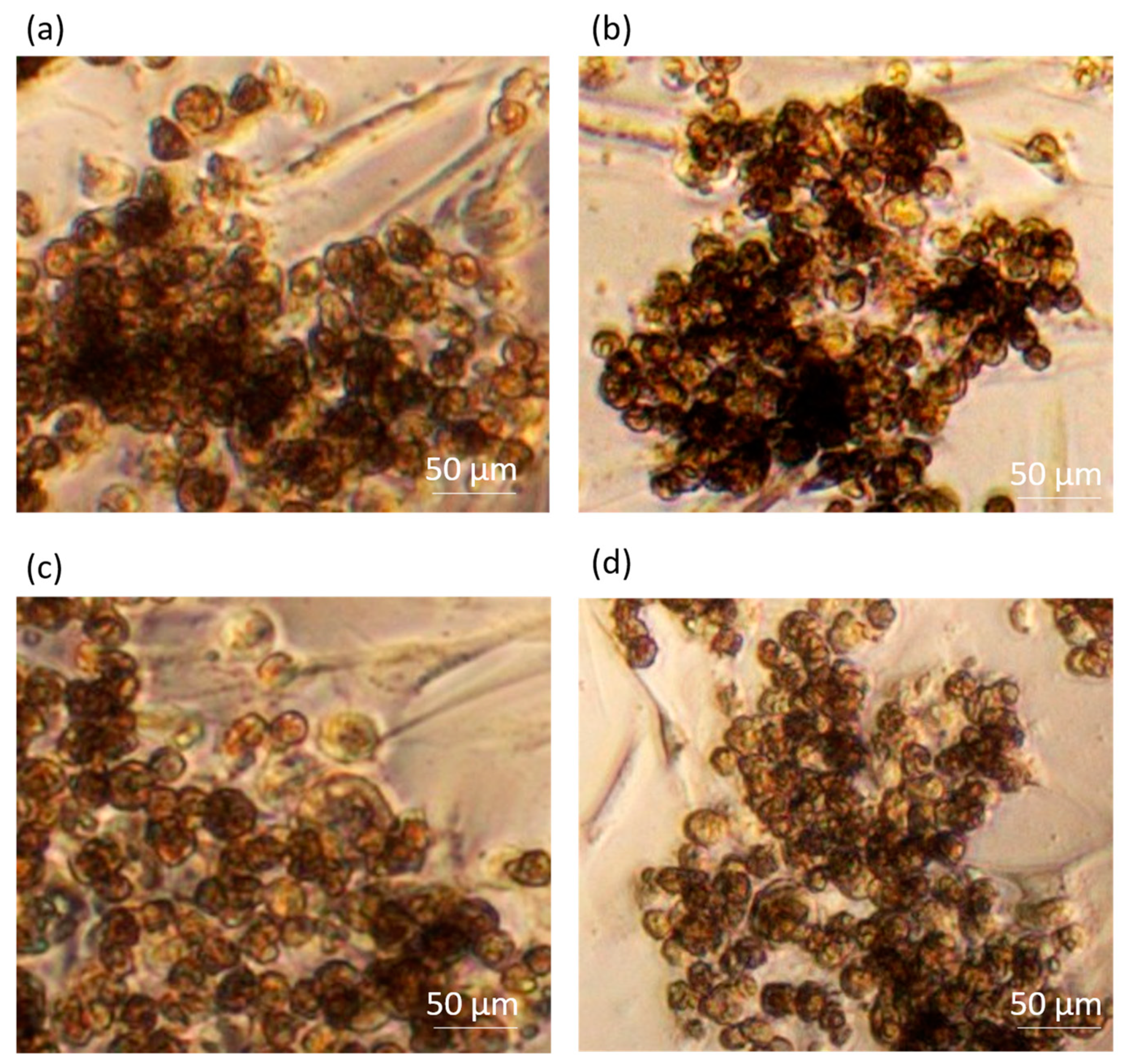 Pharmaceutics 16 00607 g005