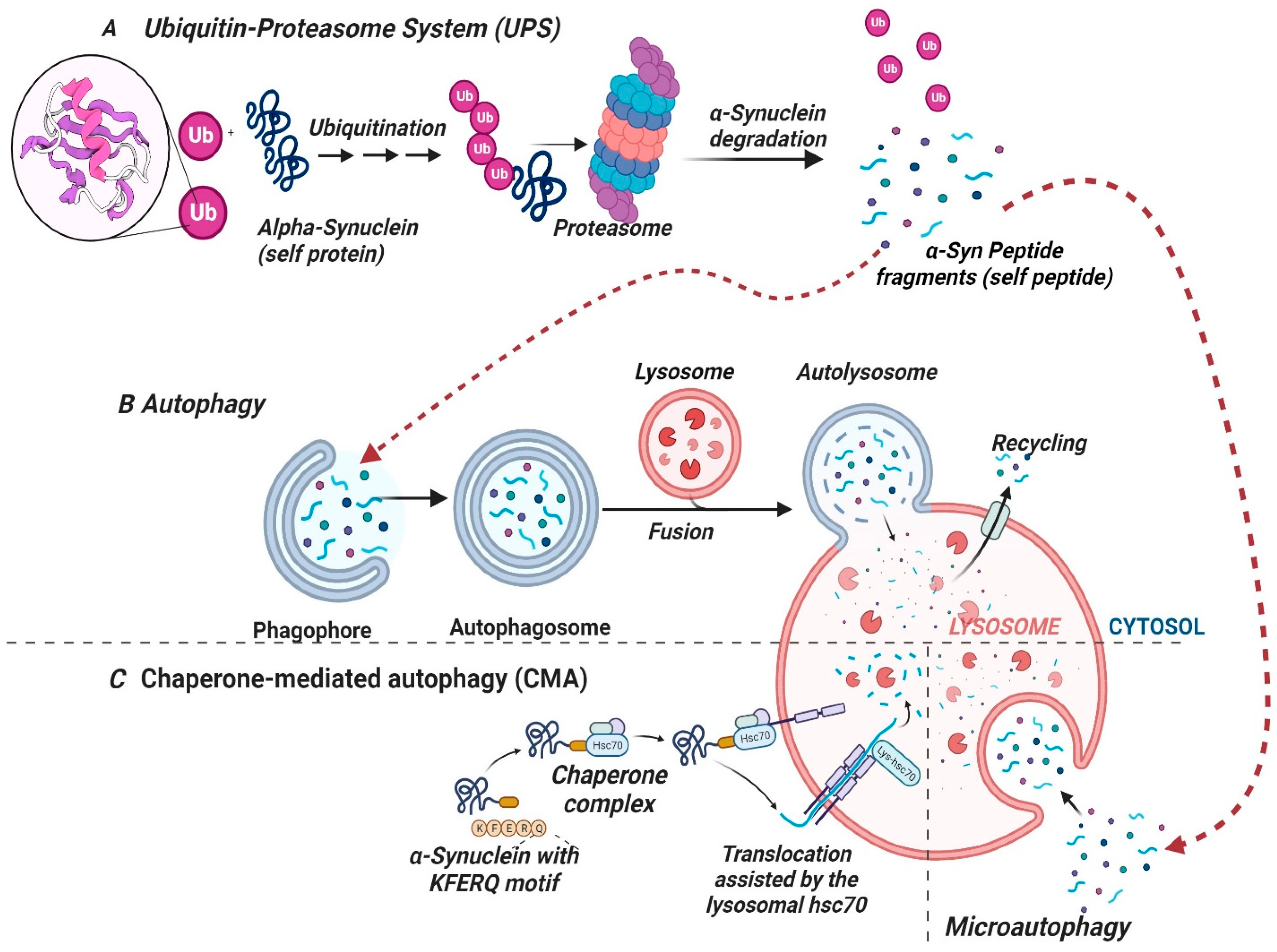 Pharmaceutics 16 00609 g003