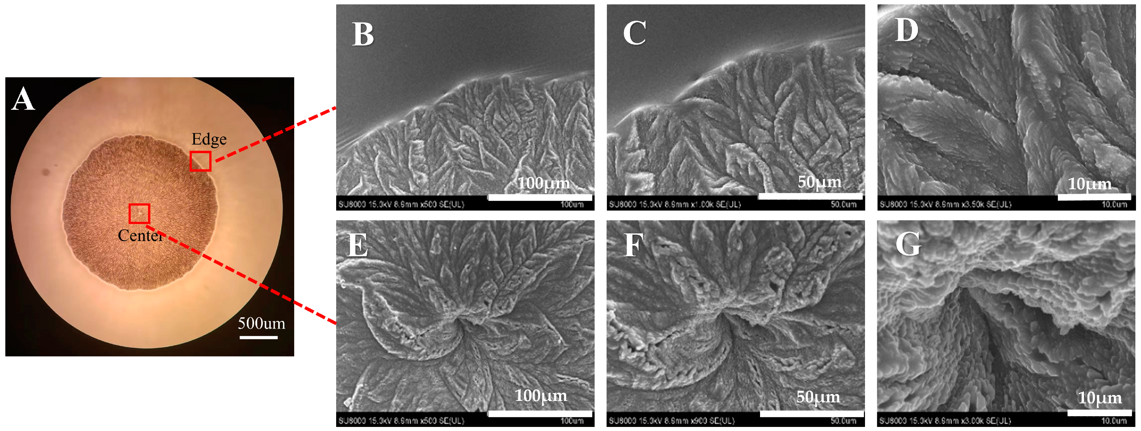 Pharmaceutics 16 00630 g002