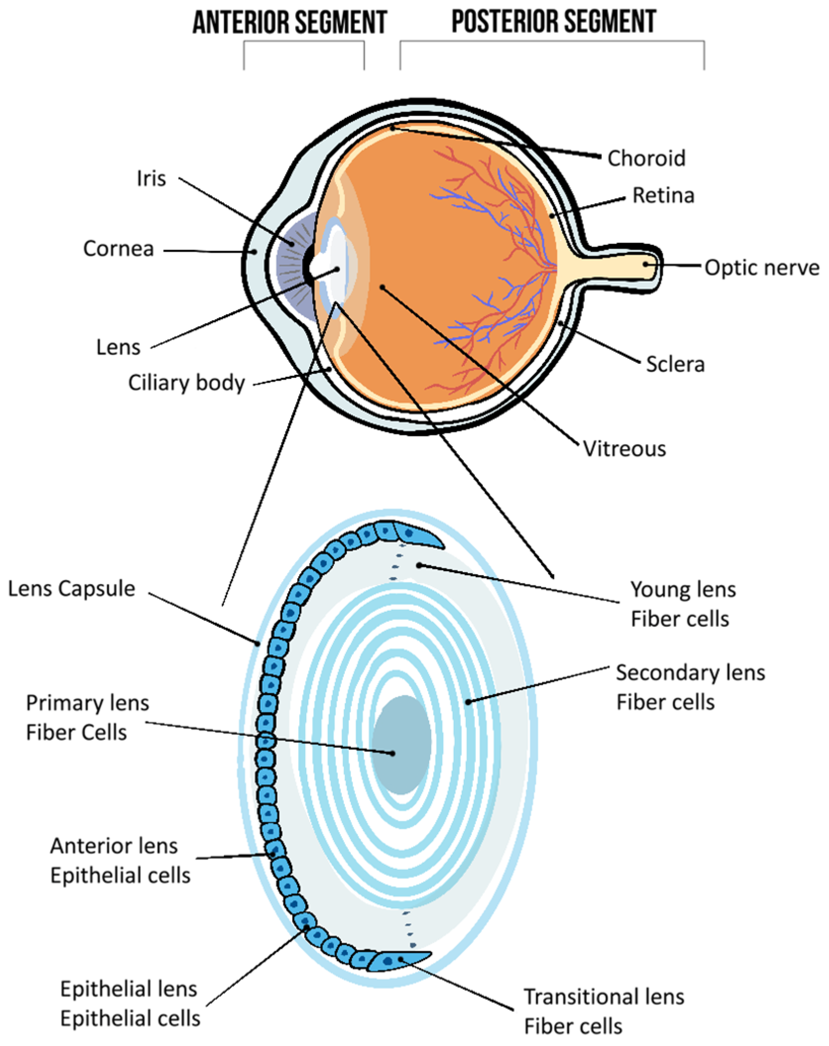 Pharmaceutics 16 00631 g001