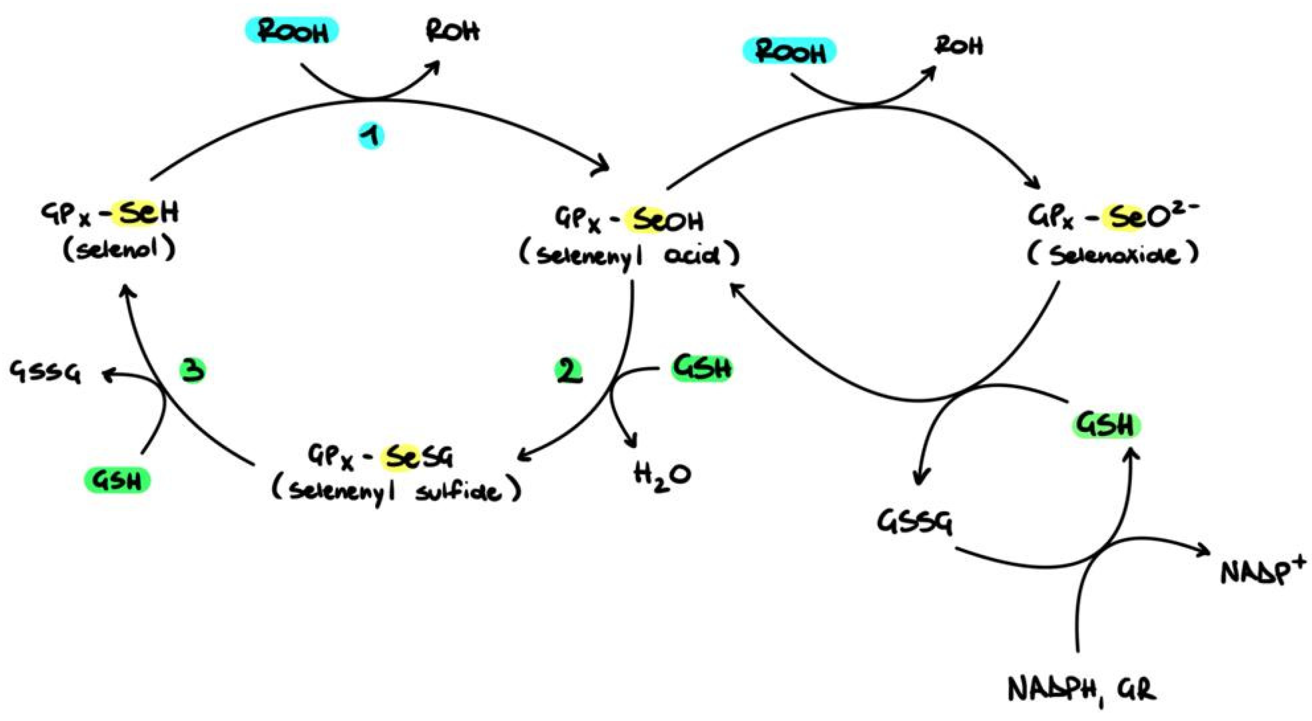 Pharmaceutics 16 00631 g004