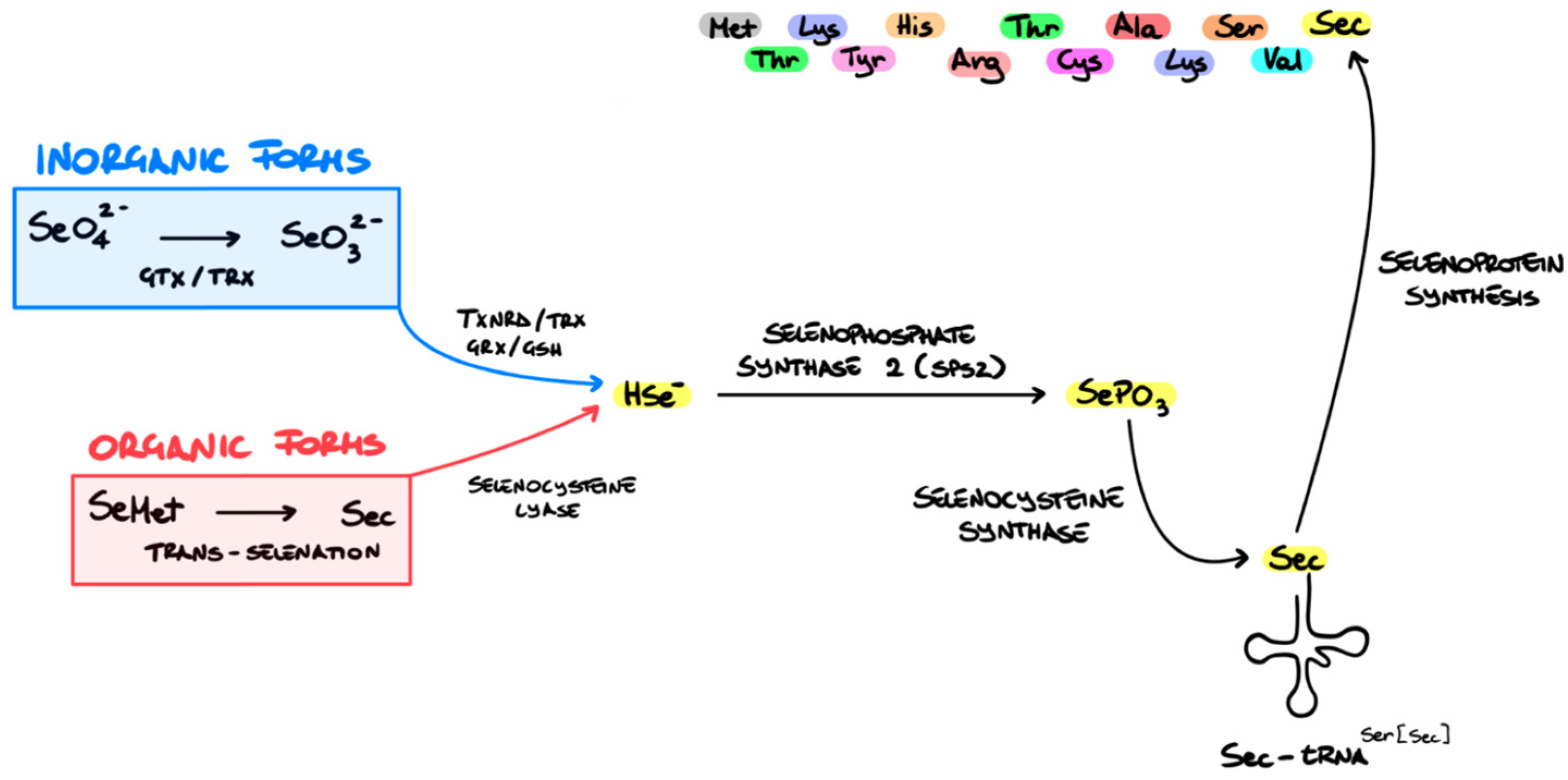Pharmaceutics 16 00631 g005