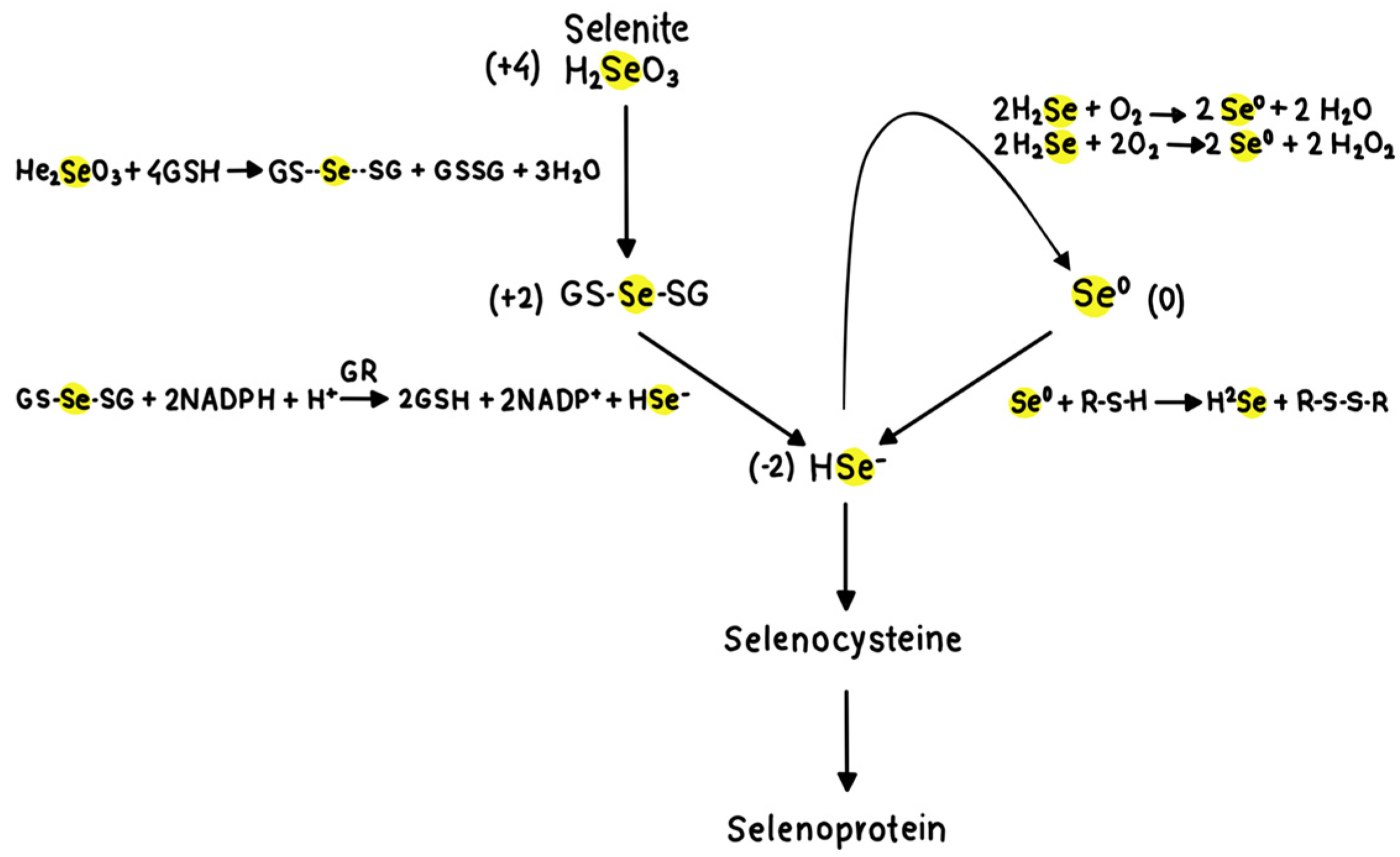 Pharmaceutics 16 00631 g006